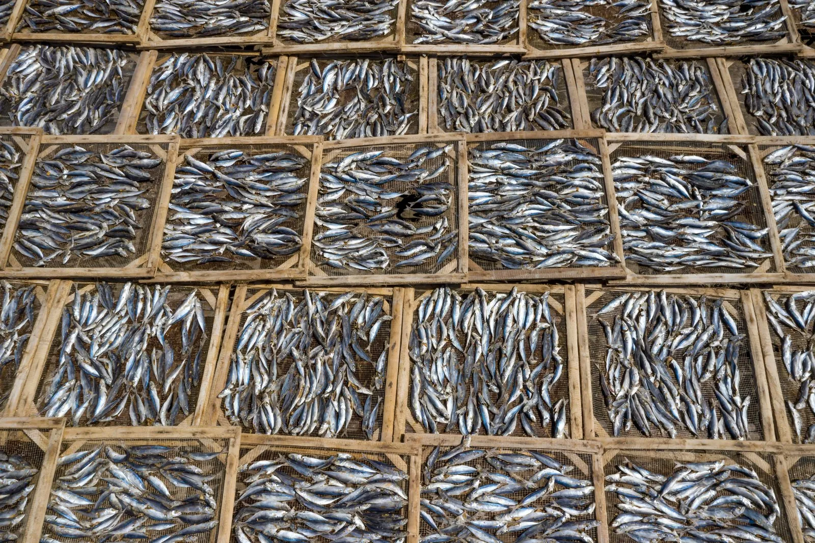 Kivukoni Fish Market — photograph 8
