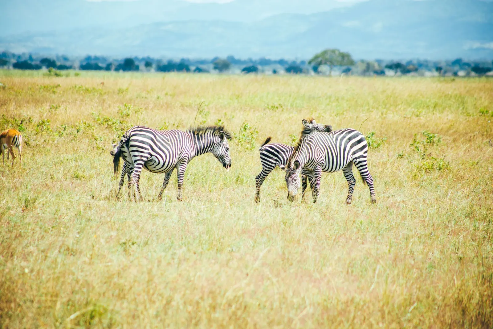 Mikumi National Park