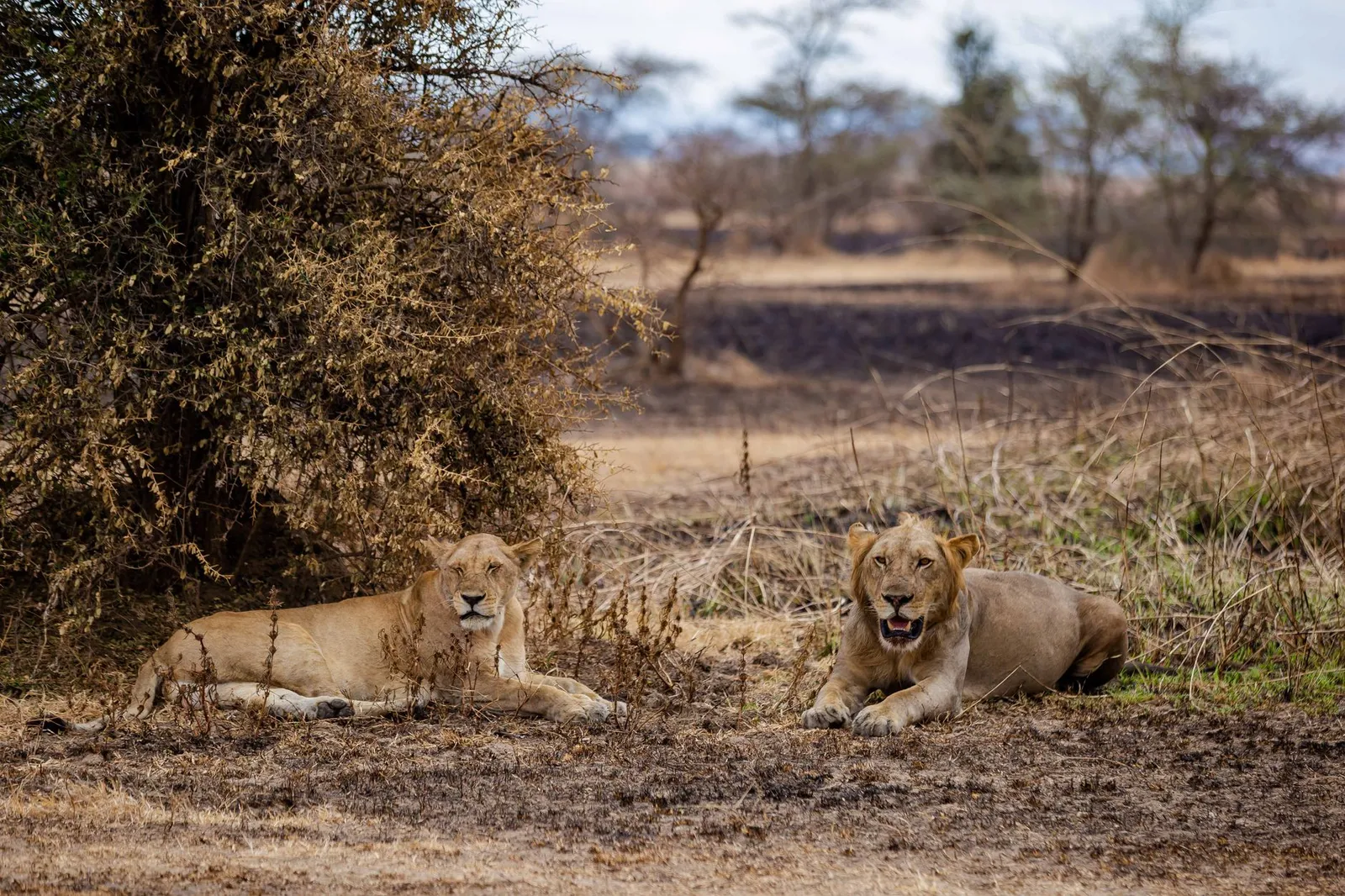 Mikumi National Park — photograph 4