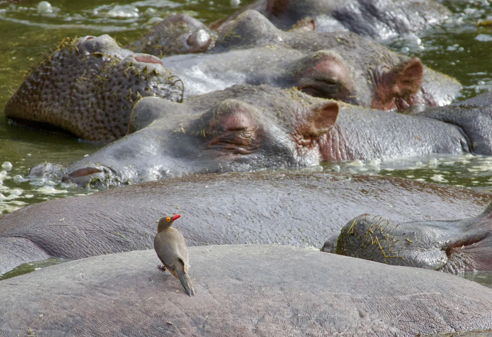 Mikumi National Park — photograph 6