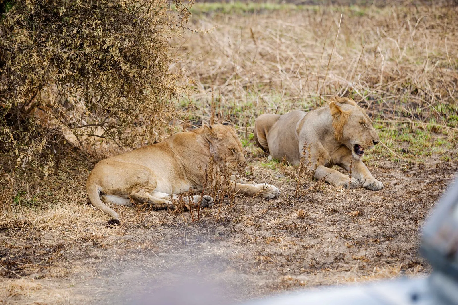 Mikumi National Park — photograph 7