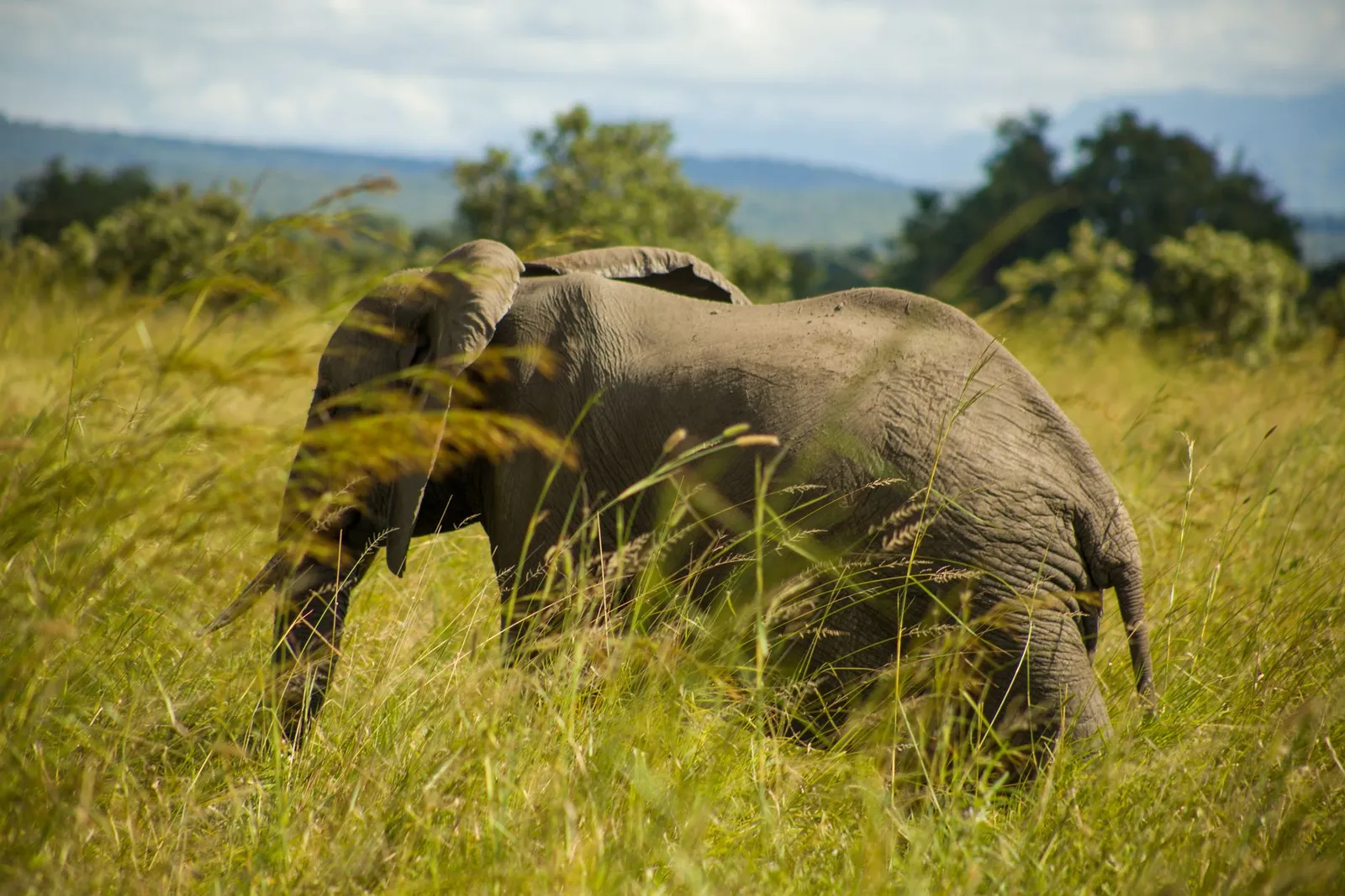 Mikumi National Park — photograph 8