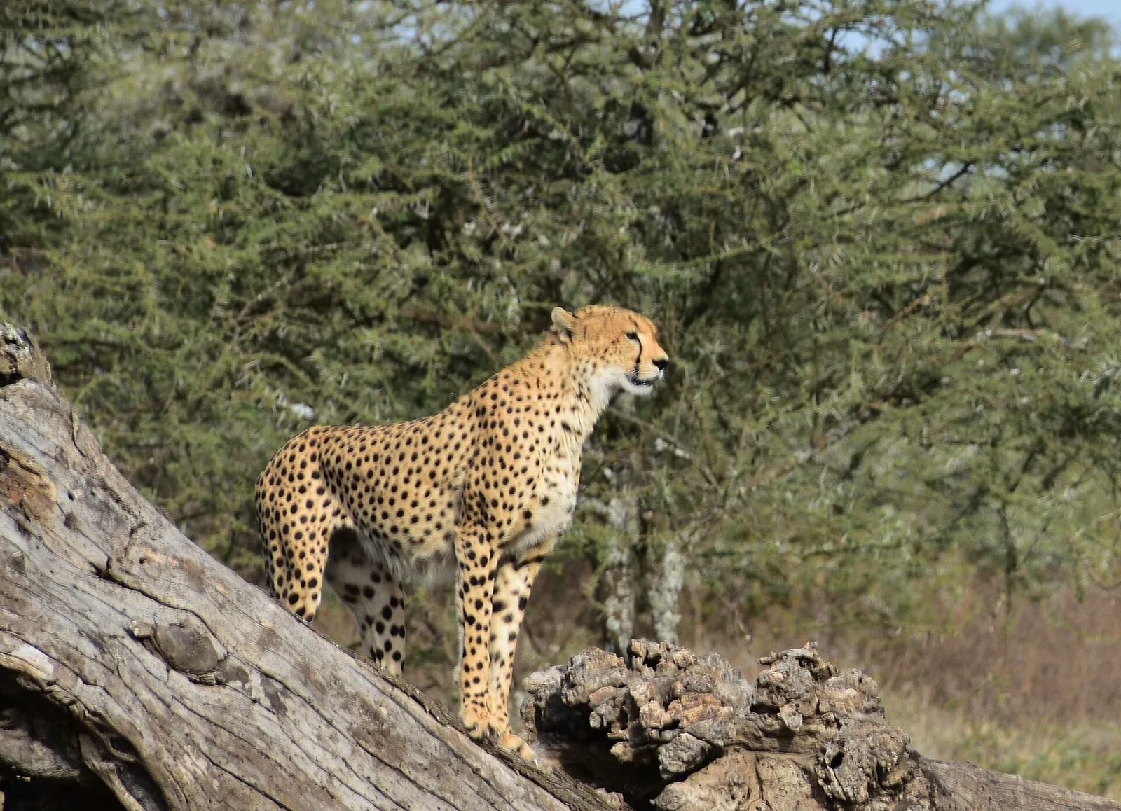 Ngorongoro Crater