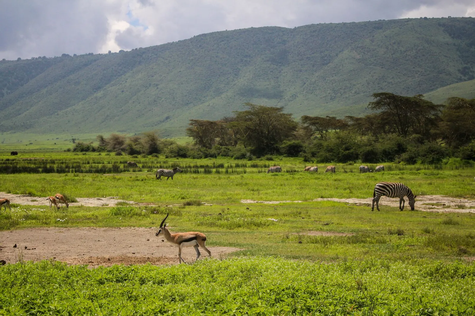 Ngorongoro Crater — photograph 7