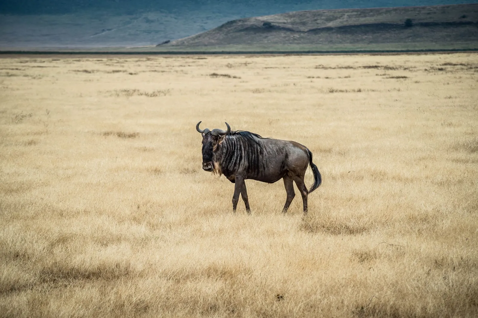 Ngorongoro Crater — photograph 9