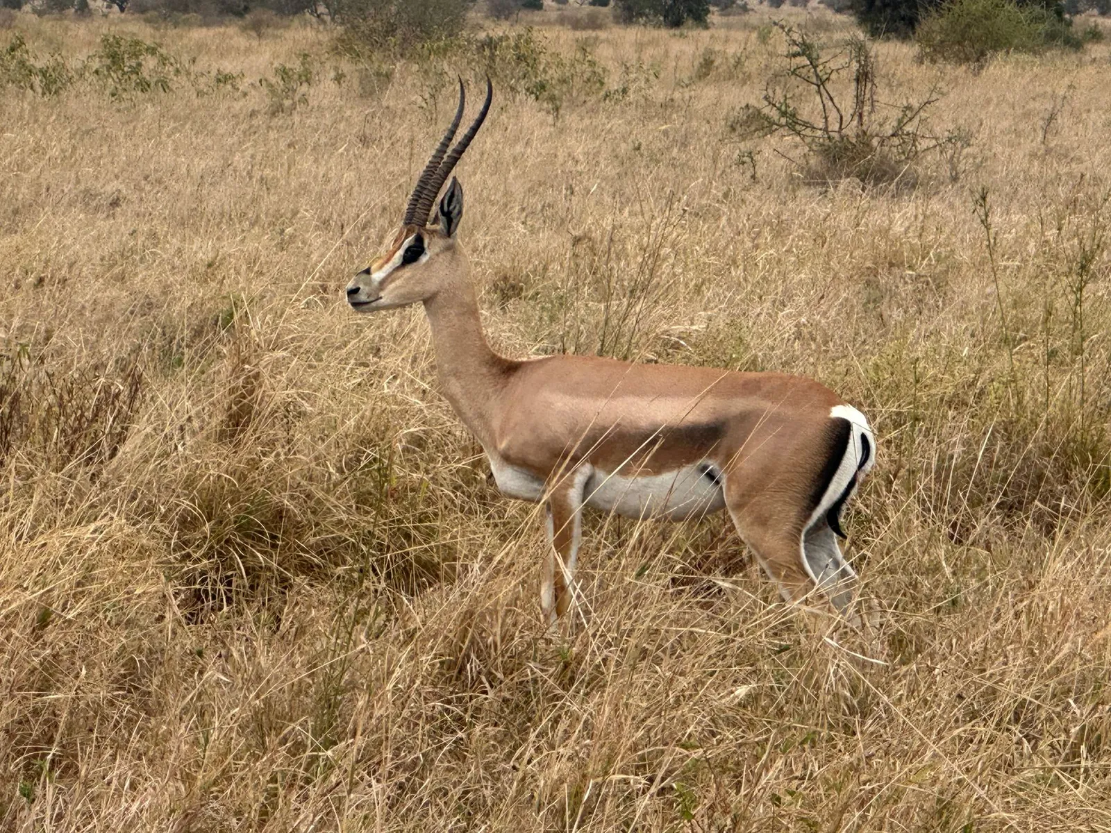 Nyerere National Park (Selous)