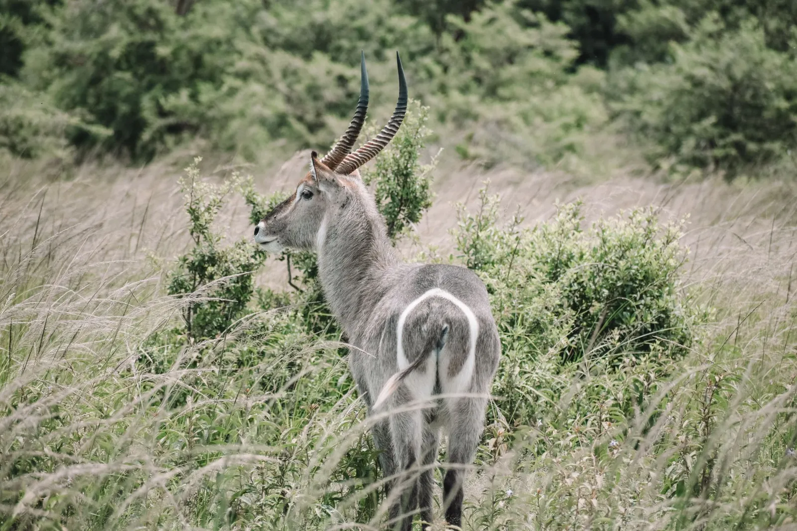 Nyerere National Park (Selous) — photograph 2