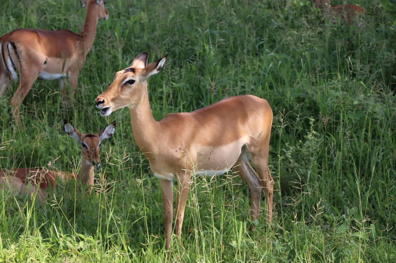 Nyerere National Park (Selous) — photograph 3