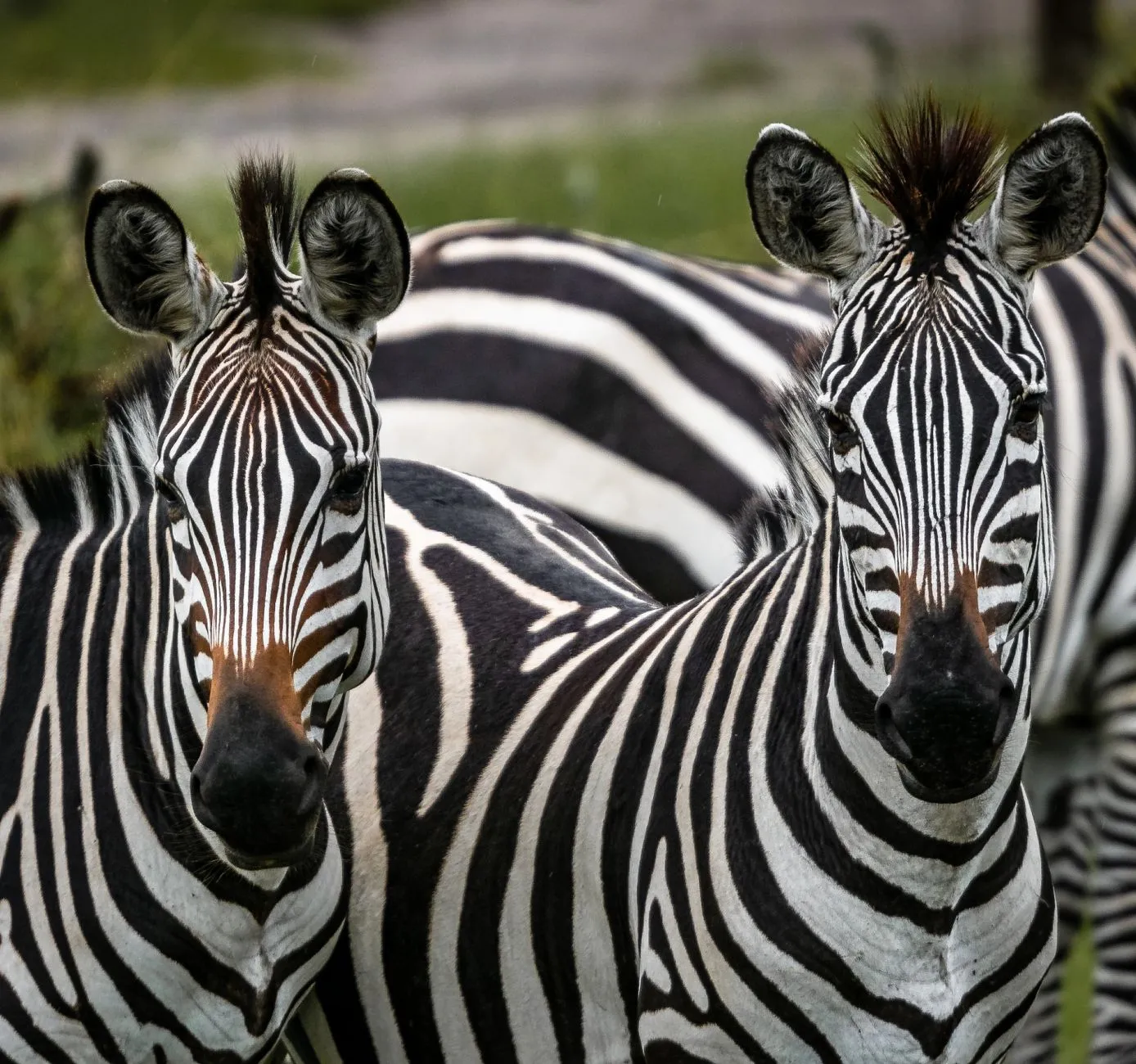 Nyerere National Park (Selous) — photograph 4
