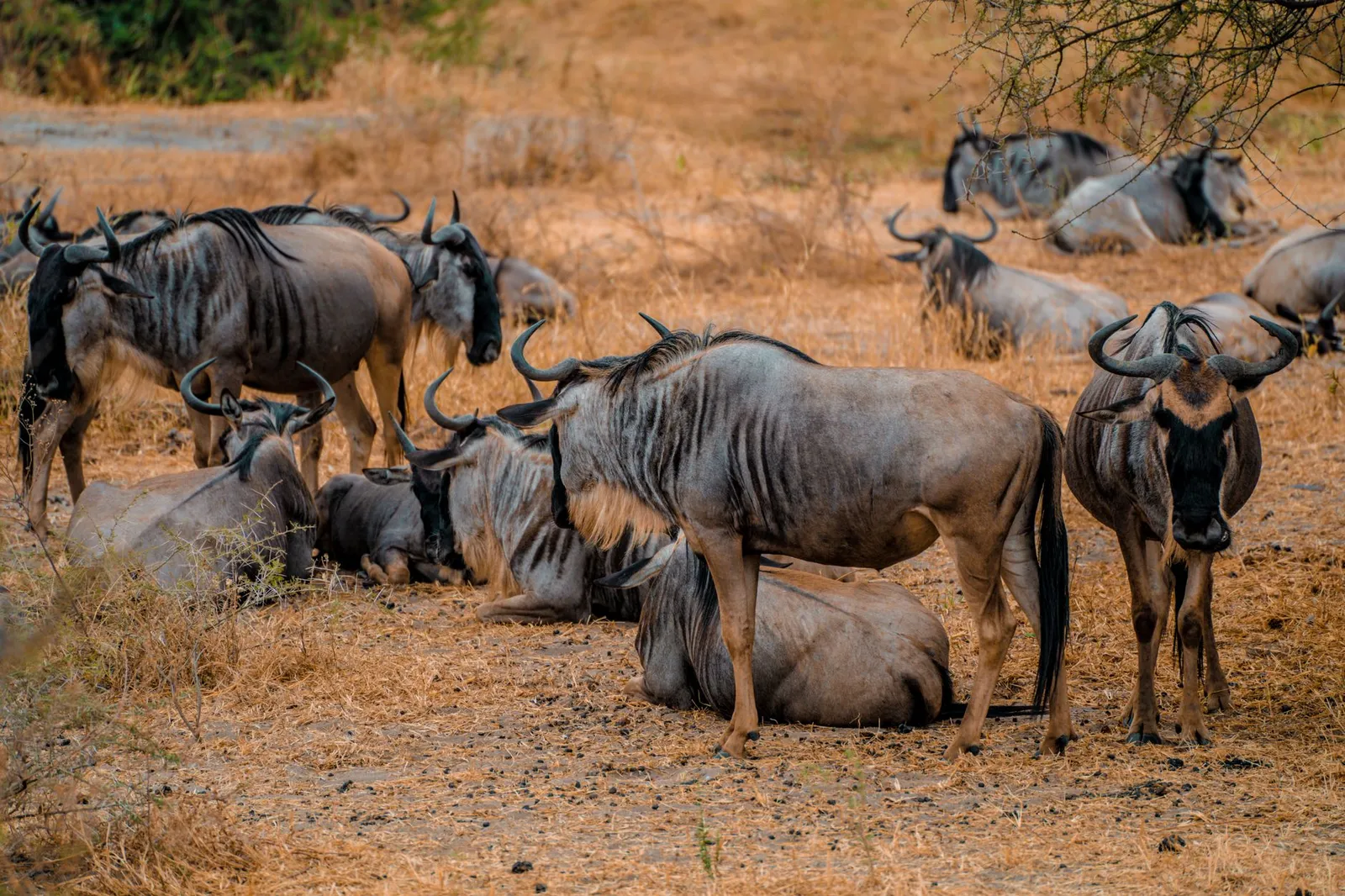 Nyerere National Park (Selous) — photograph 5