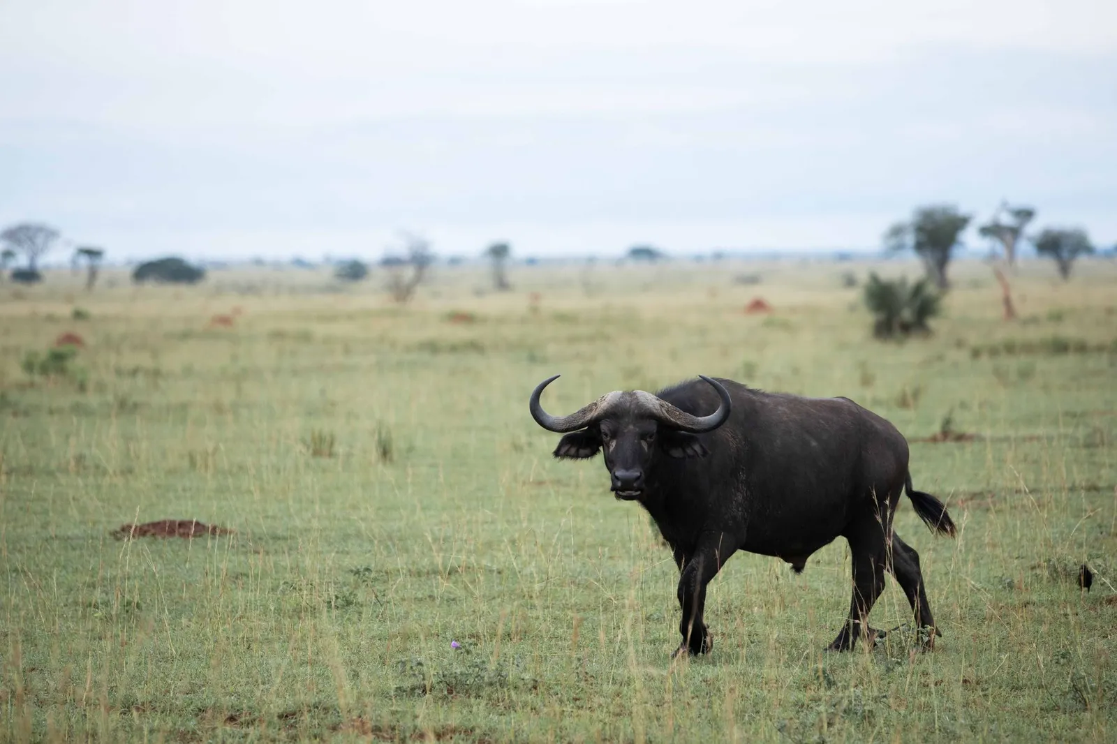 Nyerere National Park (Selous) — photograph 6