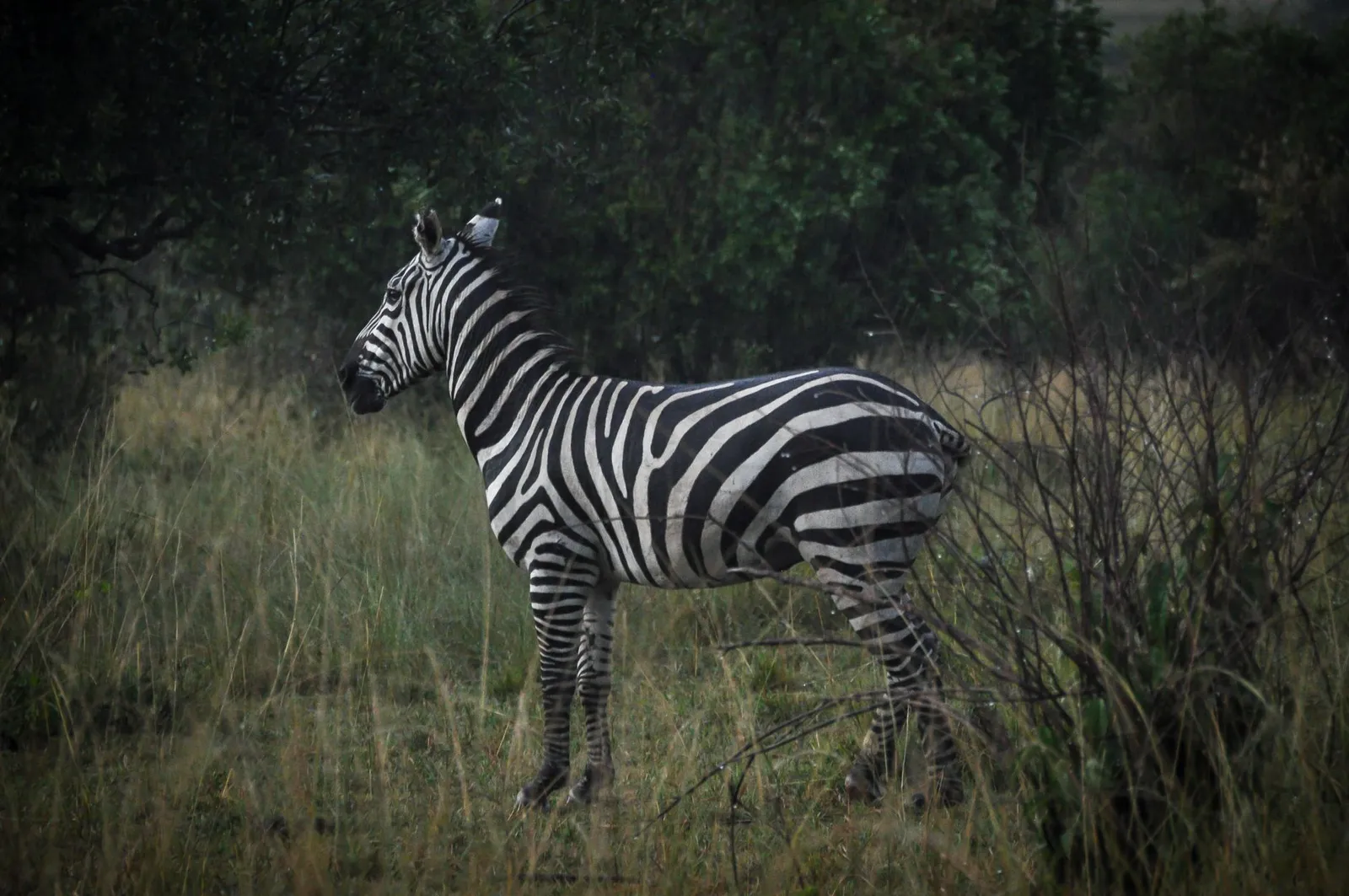 Nyerere National Park (Selous) — photograph 7