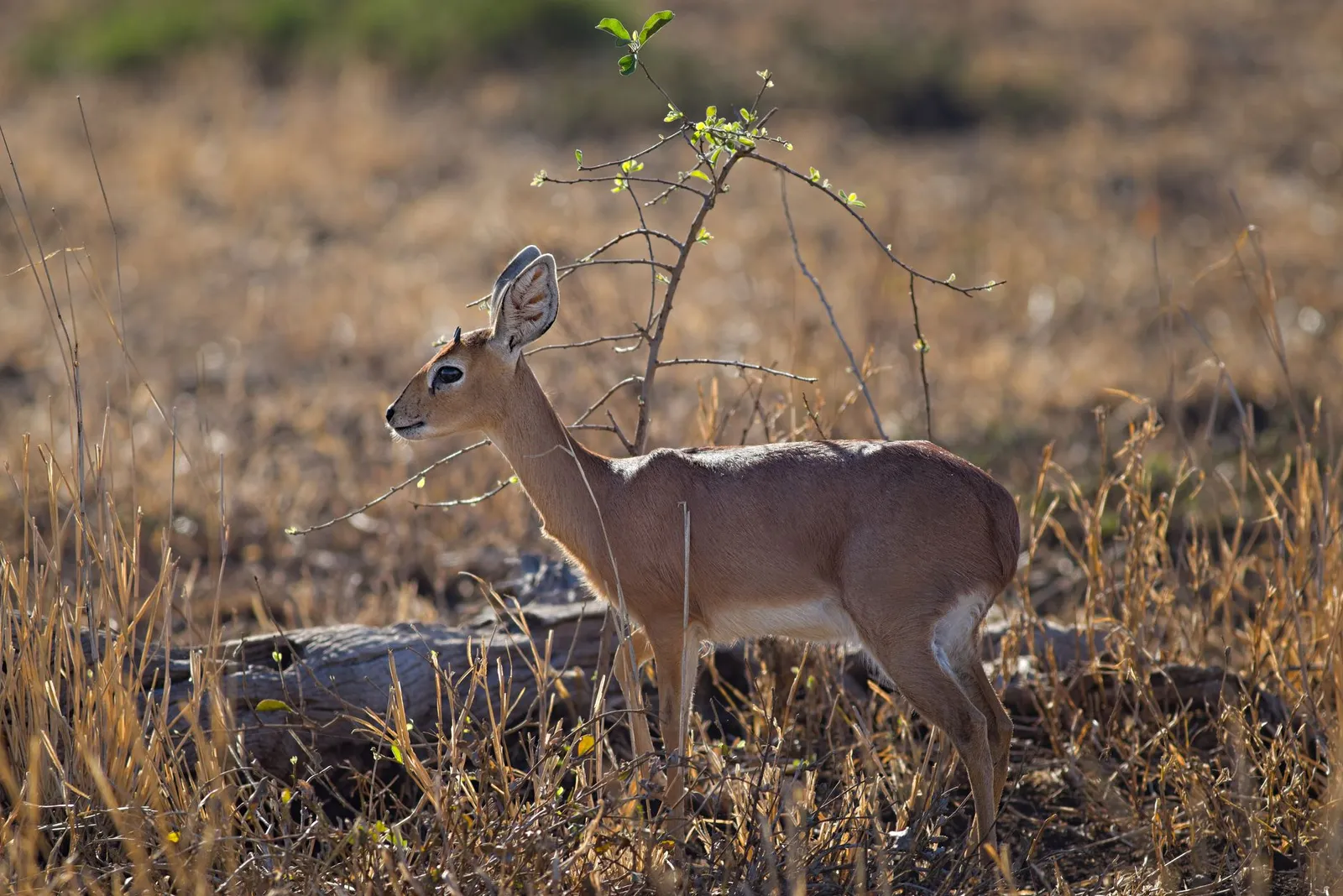 Nyerere National Park (Selous) — photograph 8