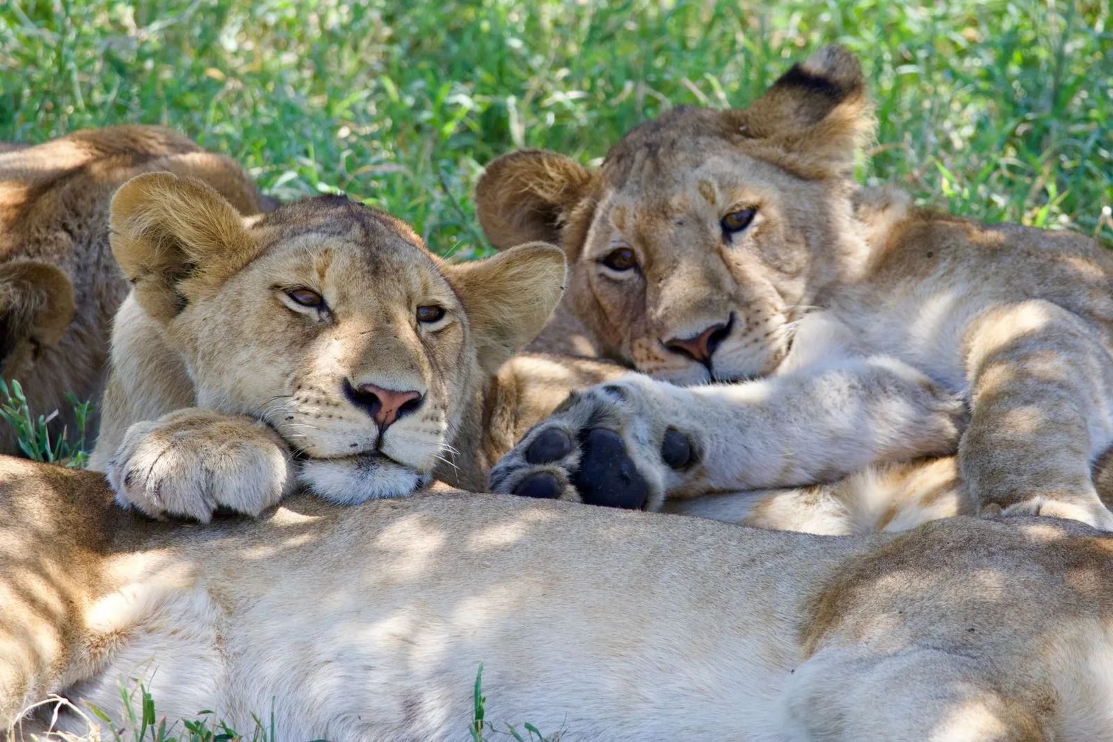 Nyerere National Park (Selous) — photograph 9