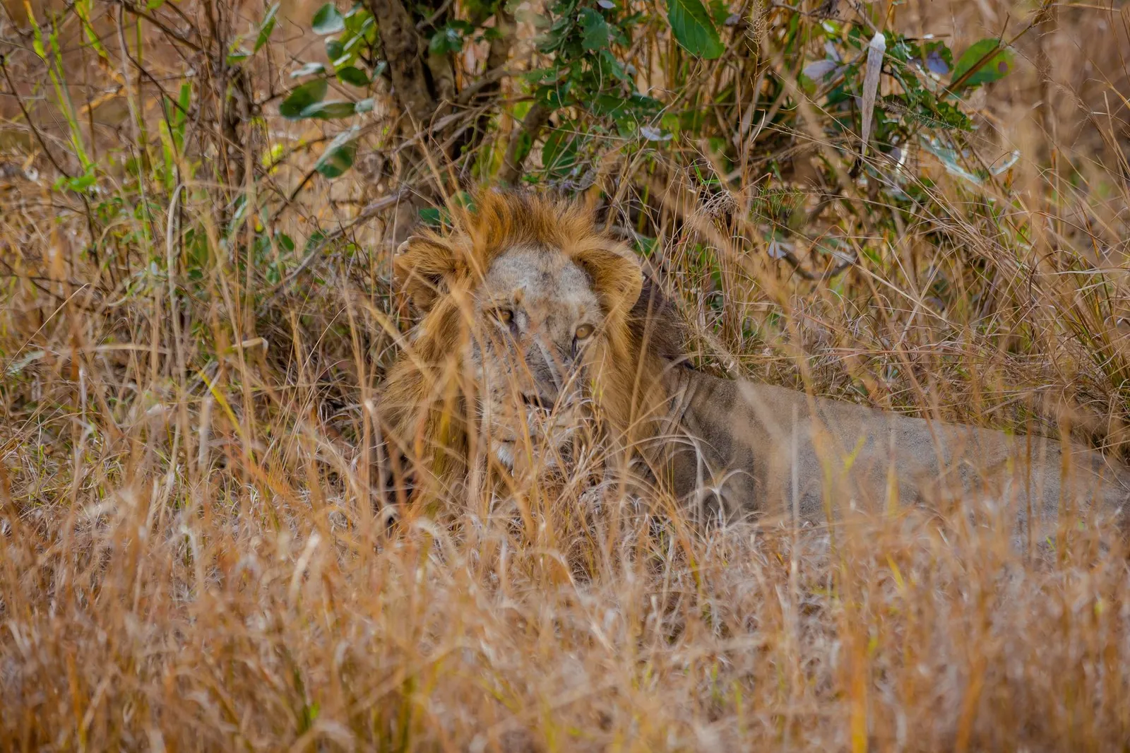 Nyerere National Park (Selous) — photograph 10