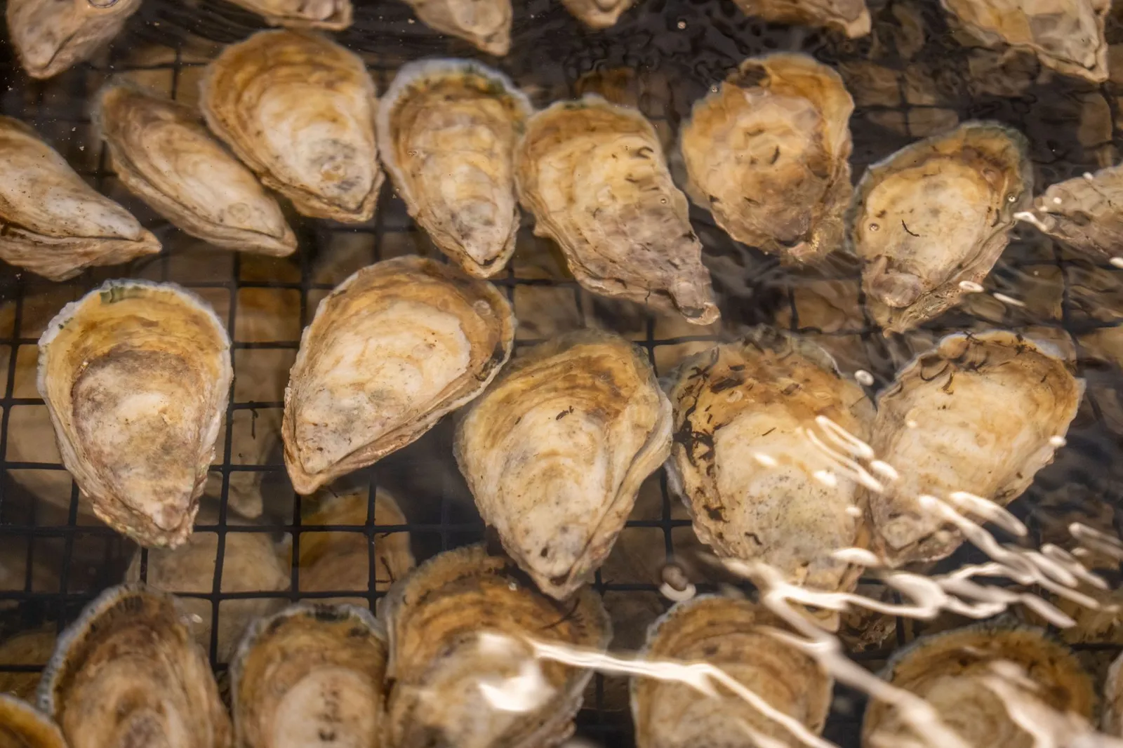 Oyster Bay — photograph 6