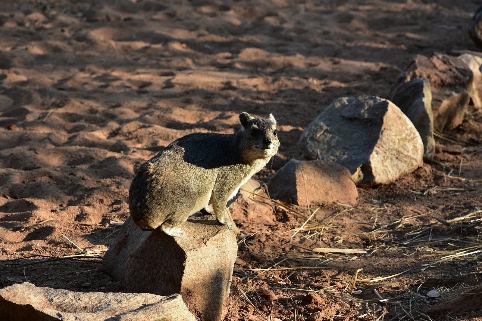 Ruaha National Park — photograph 4