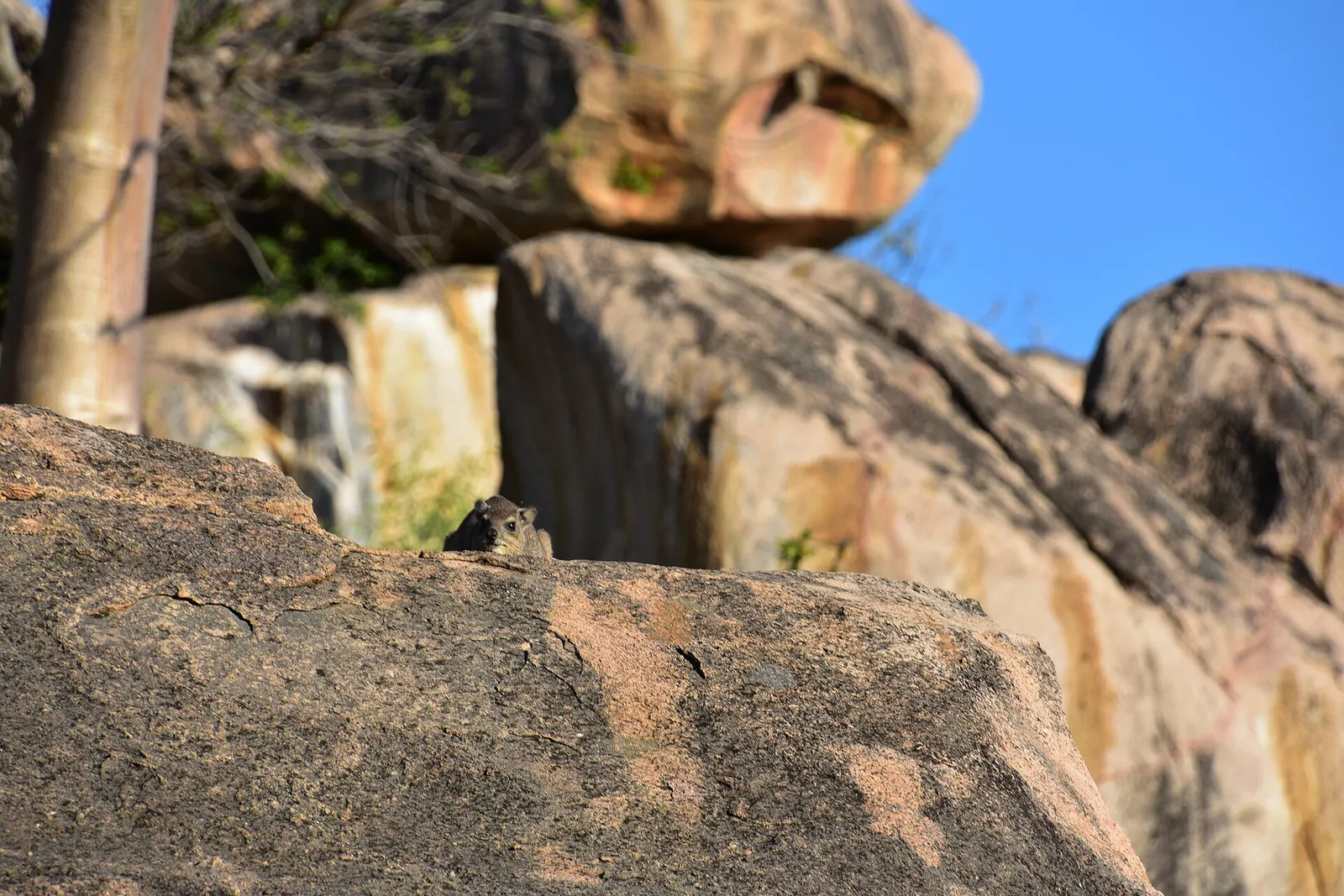 Ruaha National Park — photograph 7
