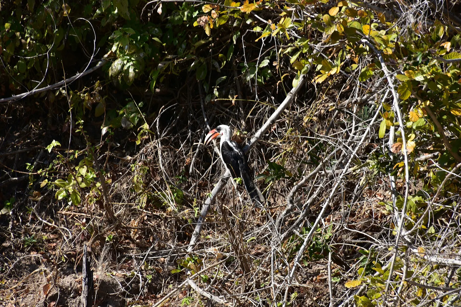 Ruaha National Park — photograph 10