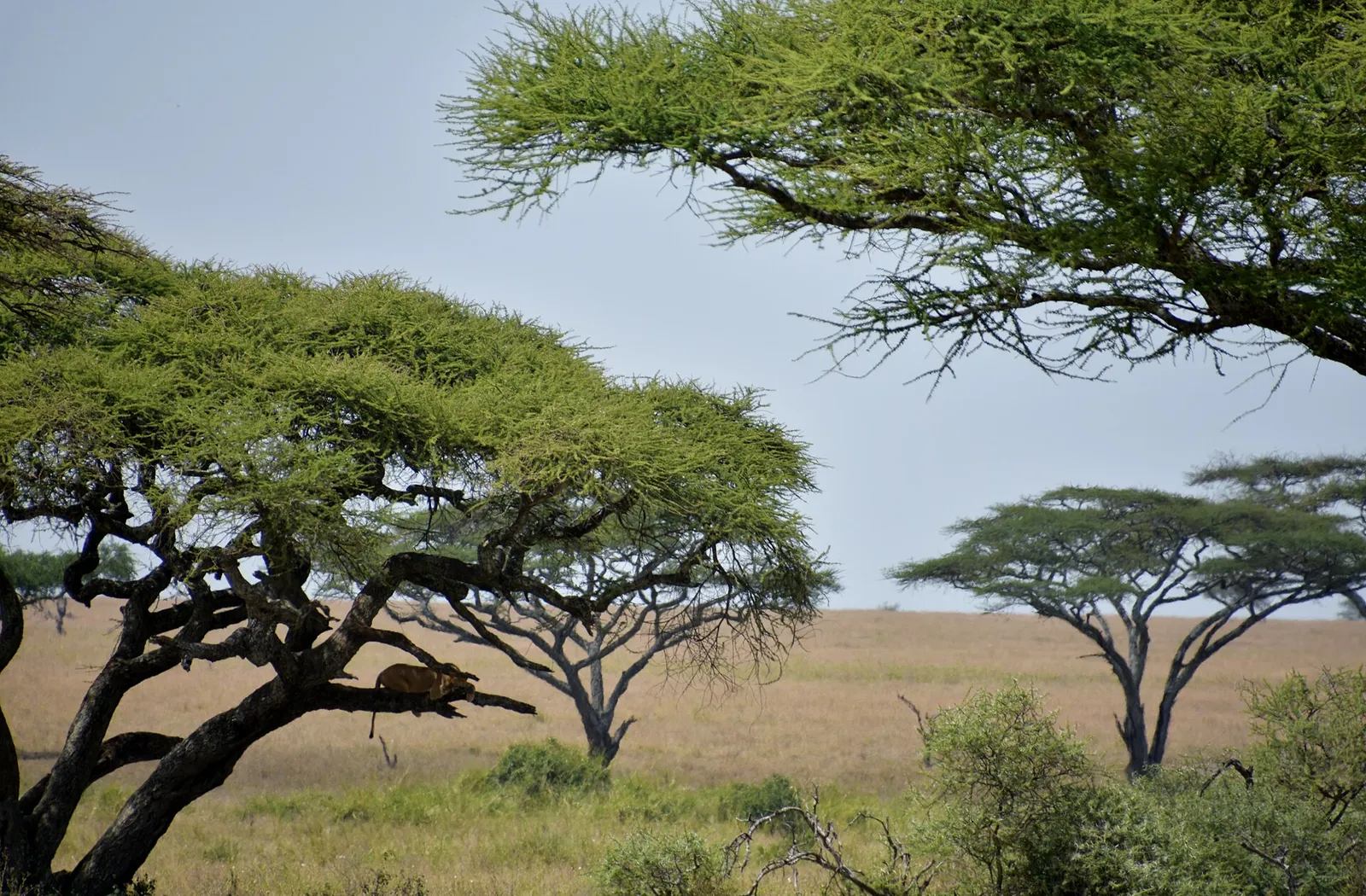 Serengeti National Park — photograph 3