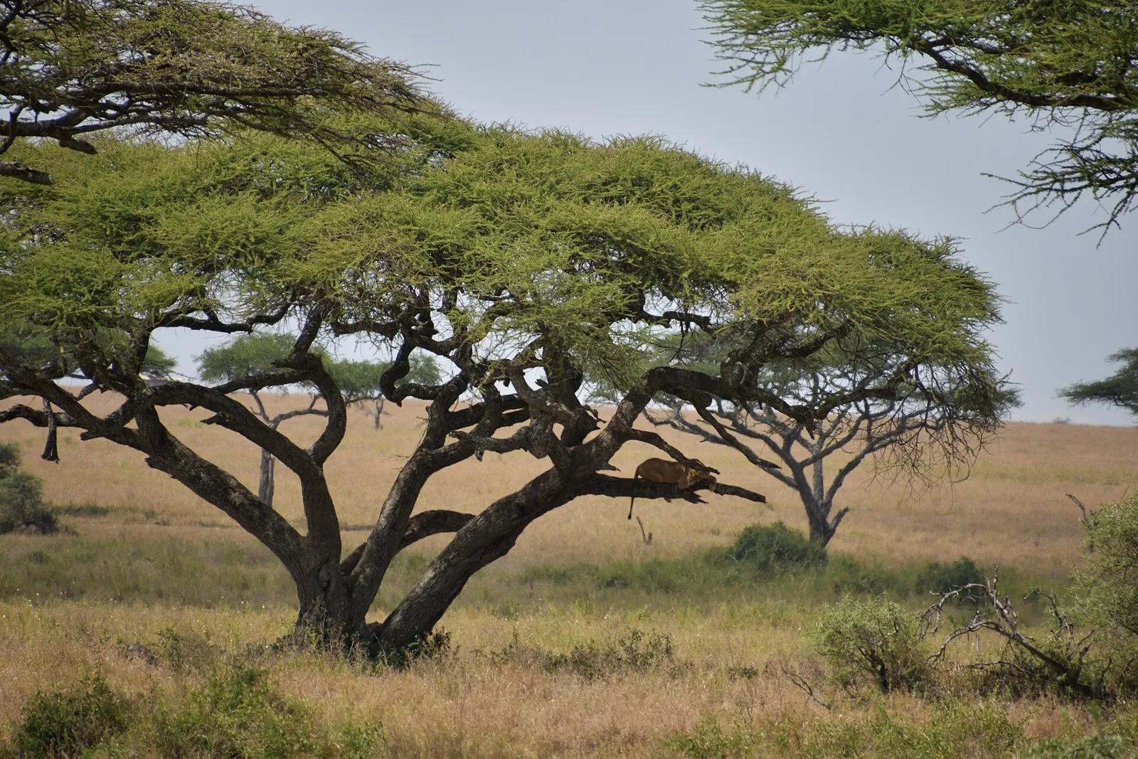 Serengeti National Park — photograph 4