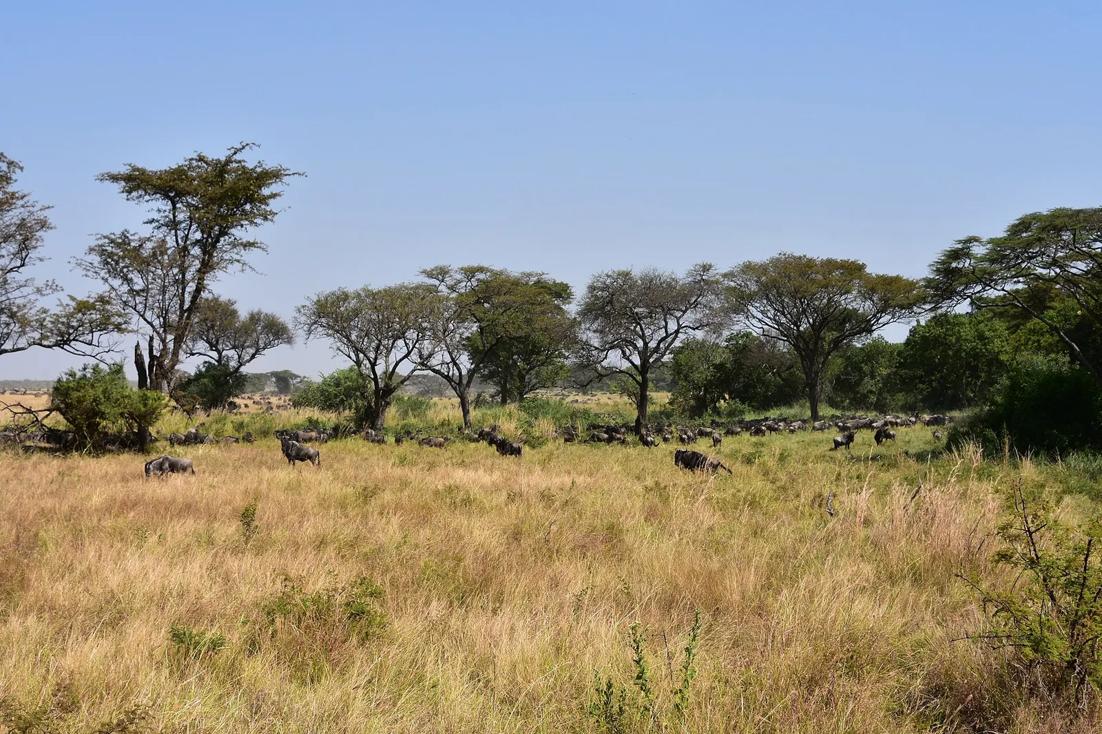Serengeti National Park — photograph 5