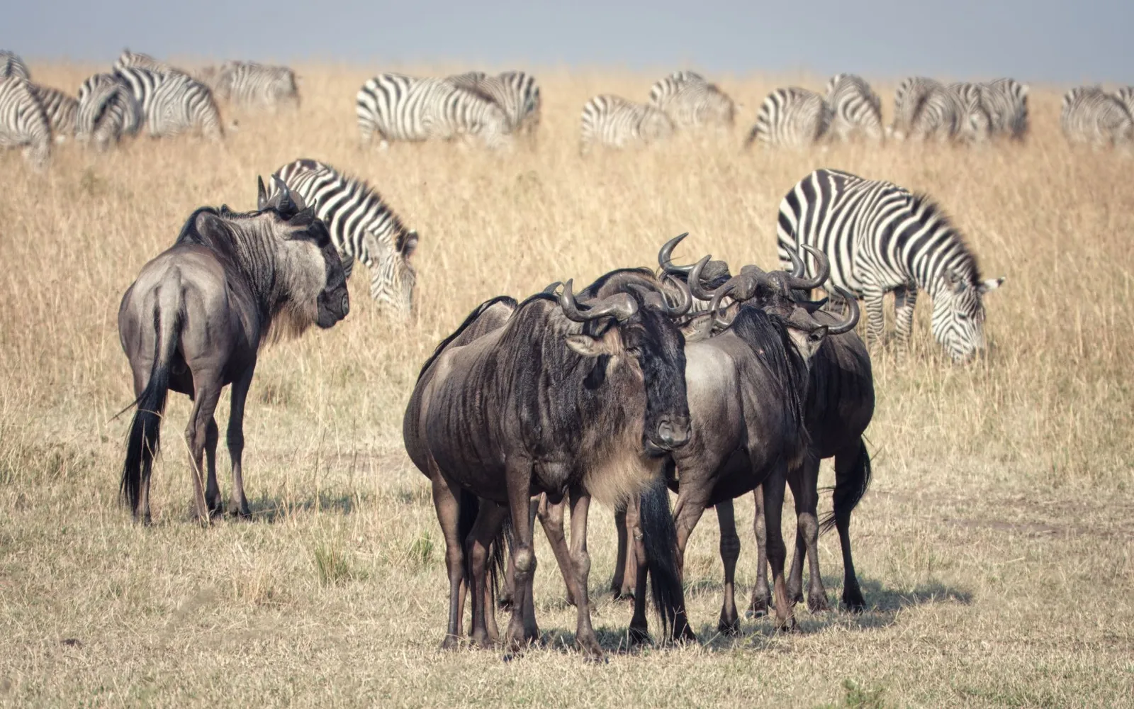 Serengeti National Park — photograph 8