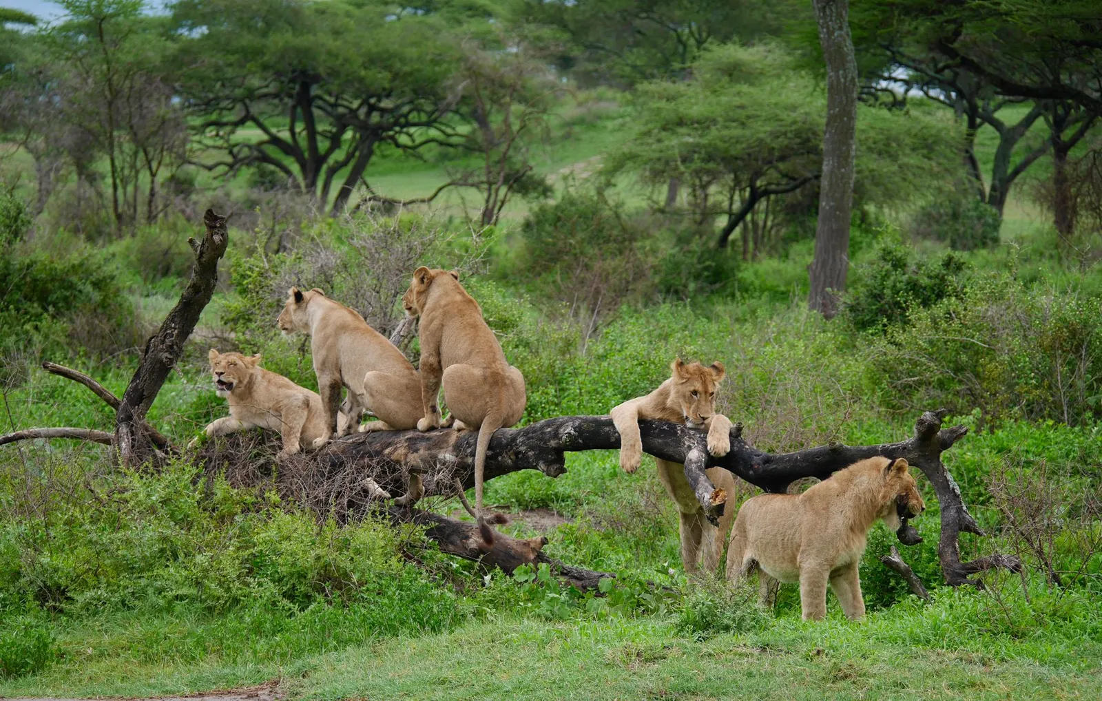 Serengeti National Park — photograph 9