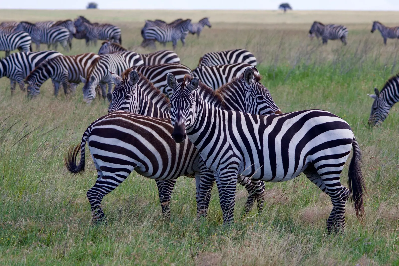 Serengeti National Park — photograph 10