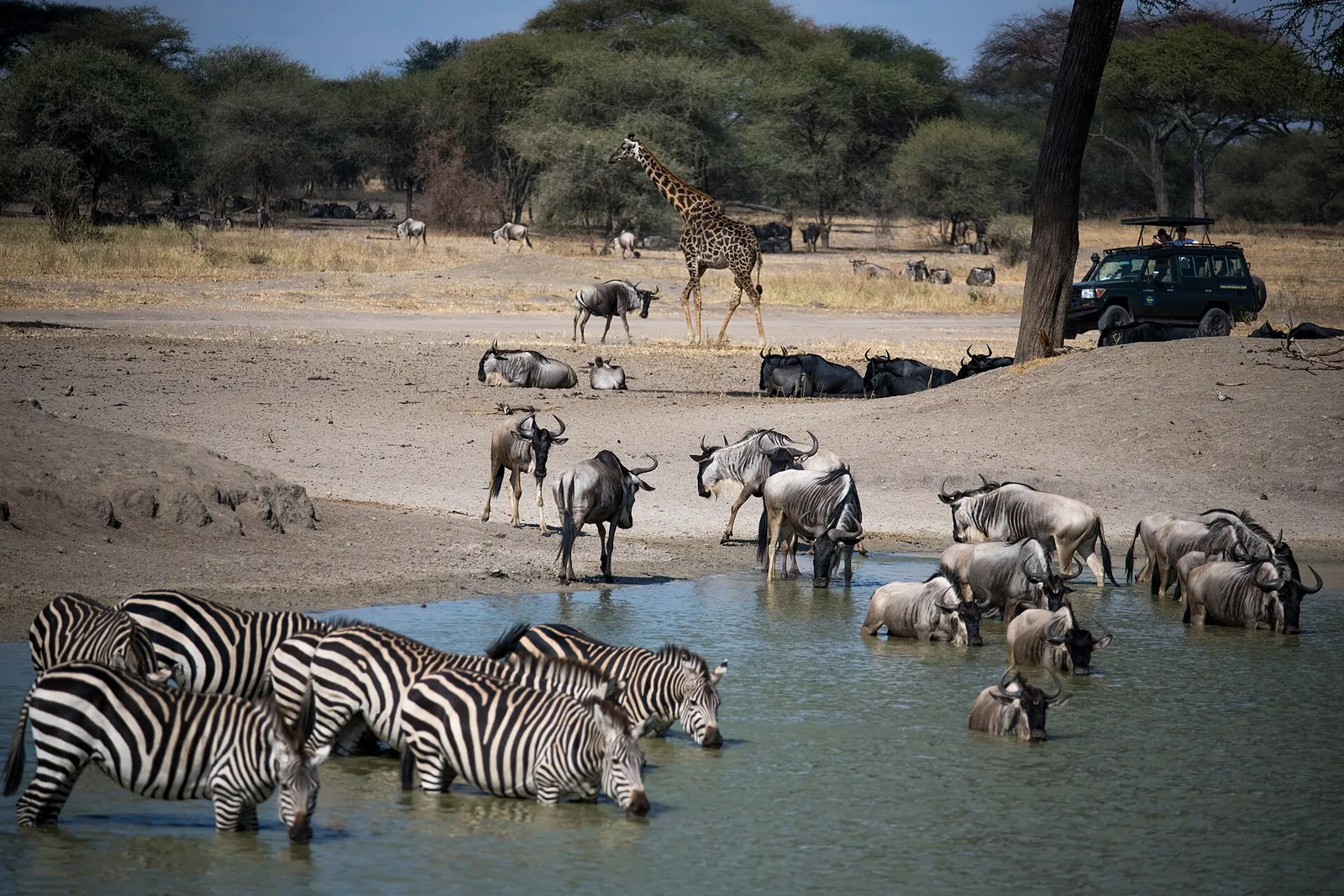 Tarangire National Park — photograph 2