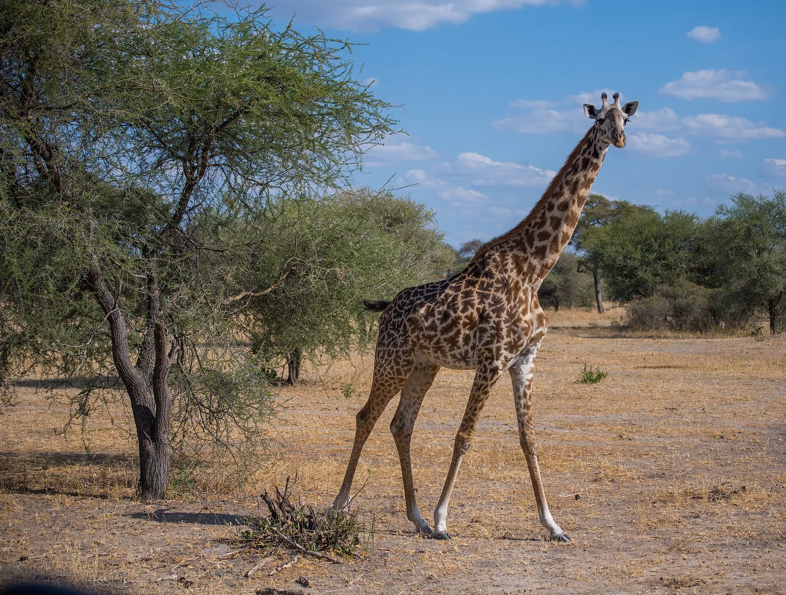 Tarangire National Park — photograph 3