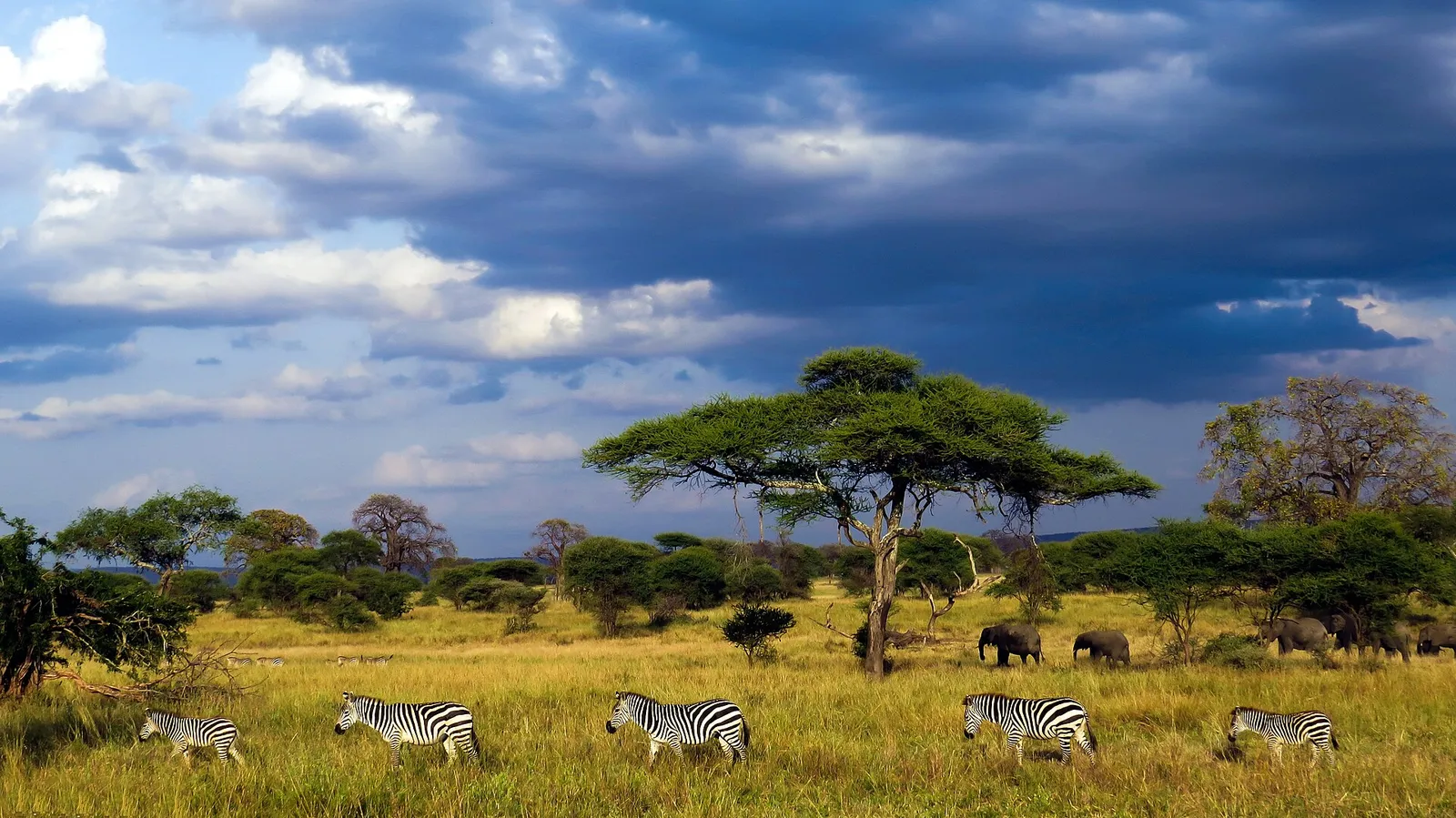 Tarangire National Park — photograph 4