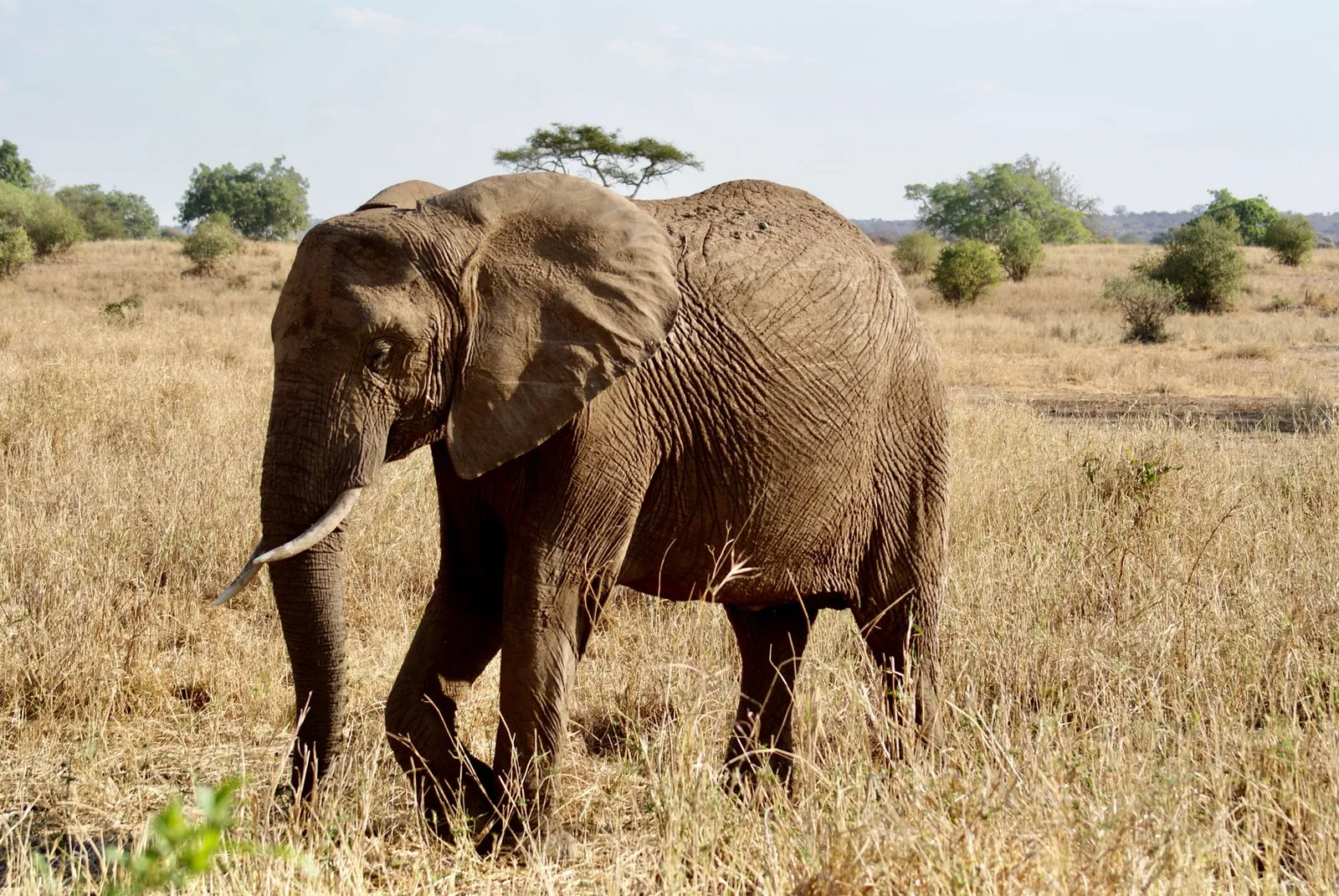 Tarangire National Park — photograph 5