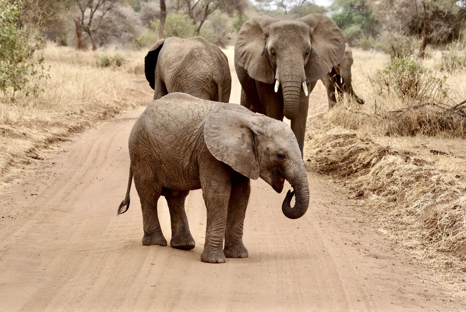 Tarangire National Park — photograph 7