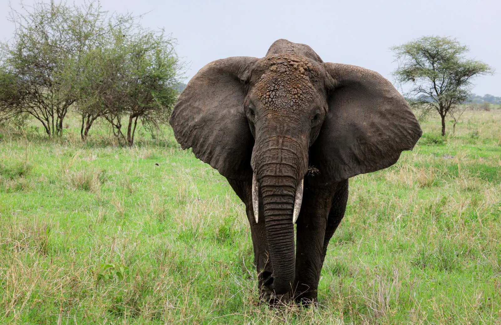 Tarangire National Park — photograph 8