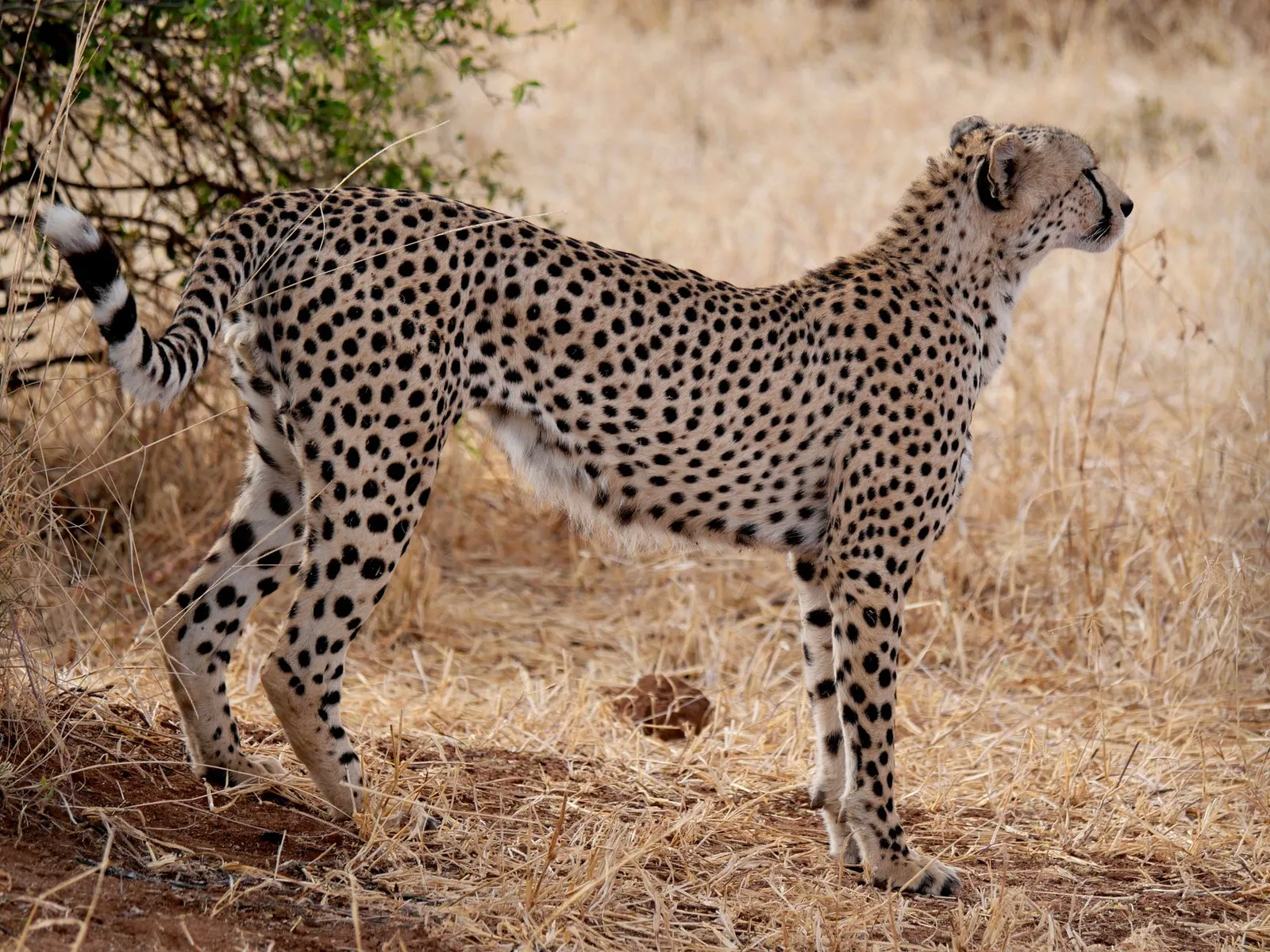 Tarangire National Park — photograph 9
