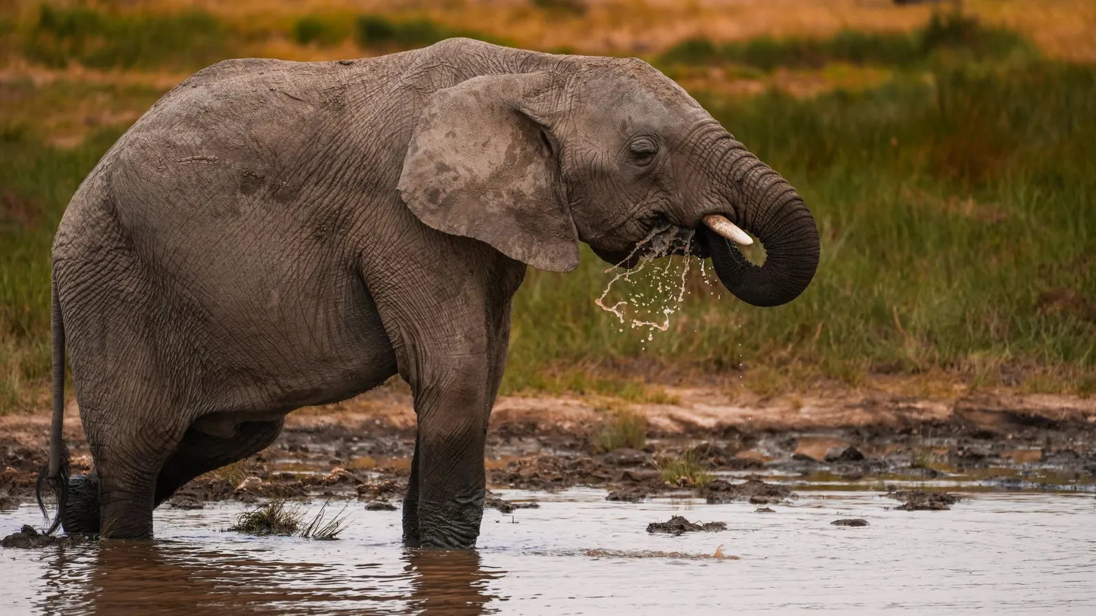 Tarangire National Park — photograph 10