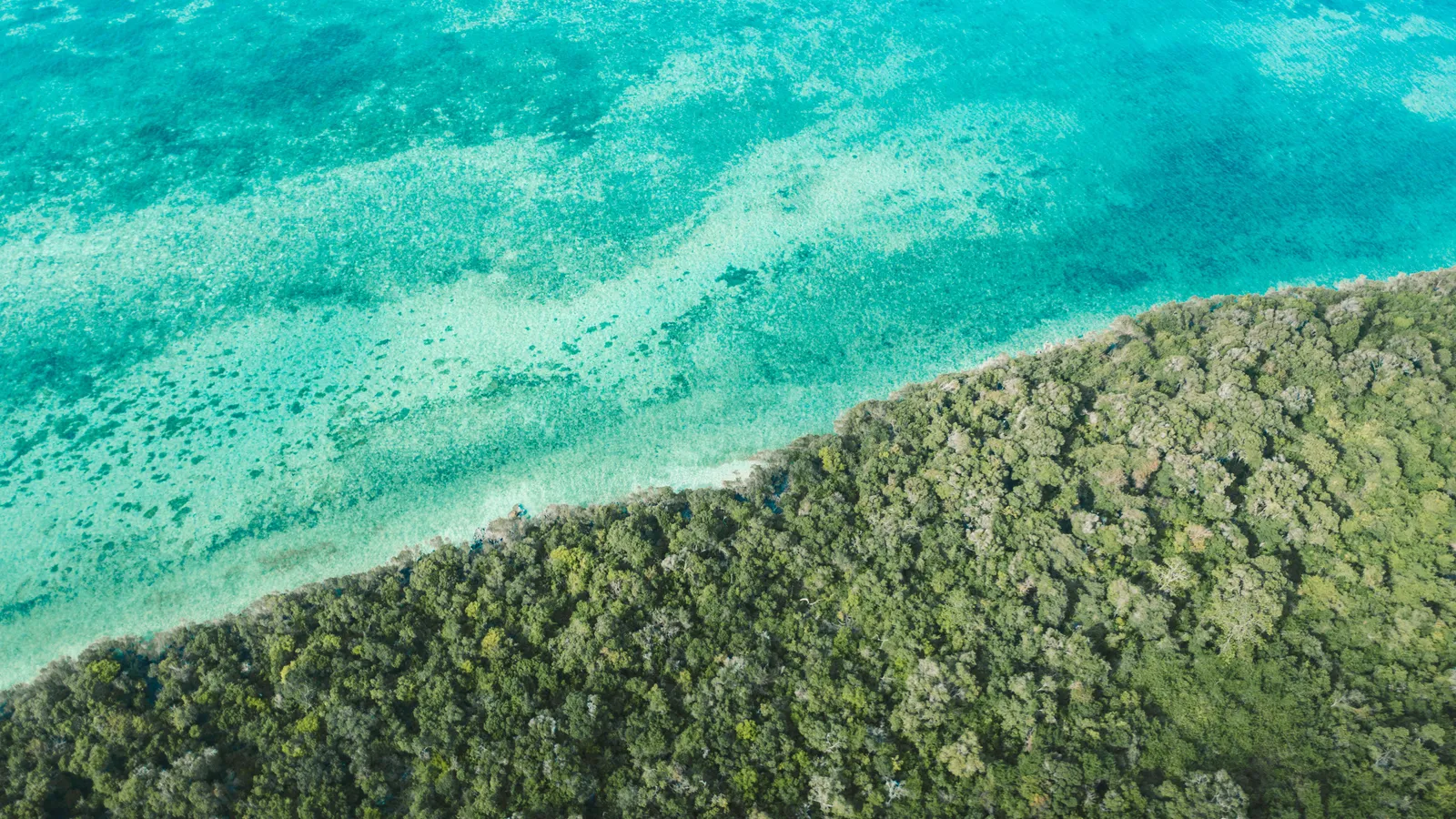 Turquoise ocean meeting green forest from the air
