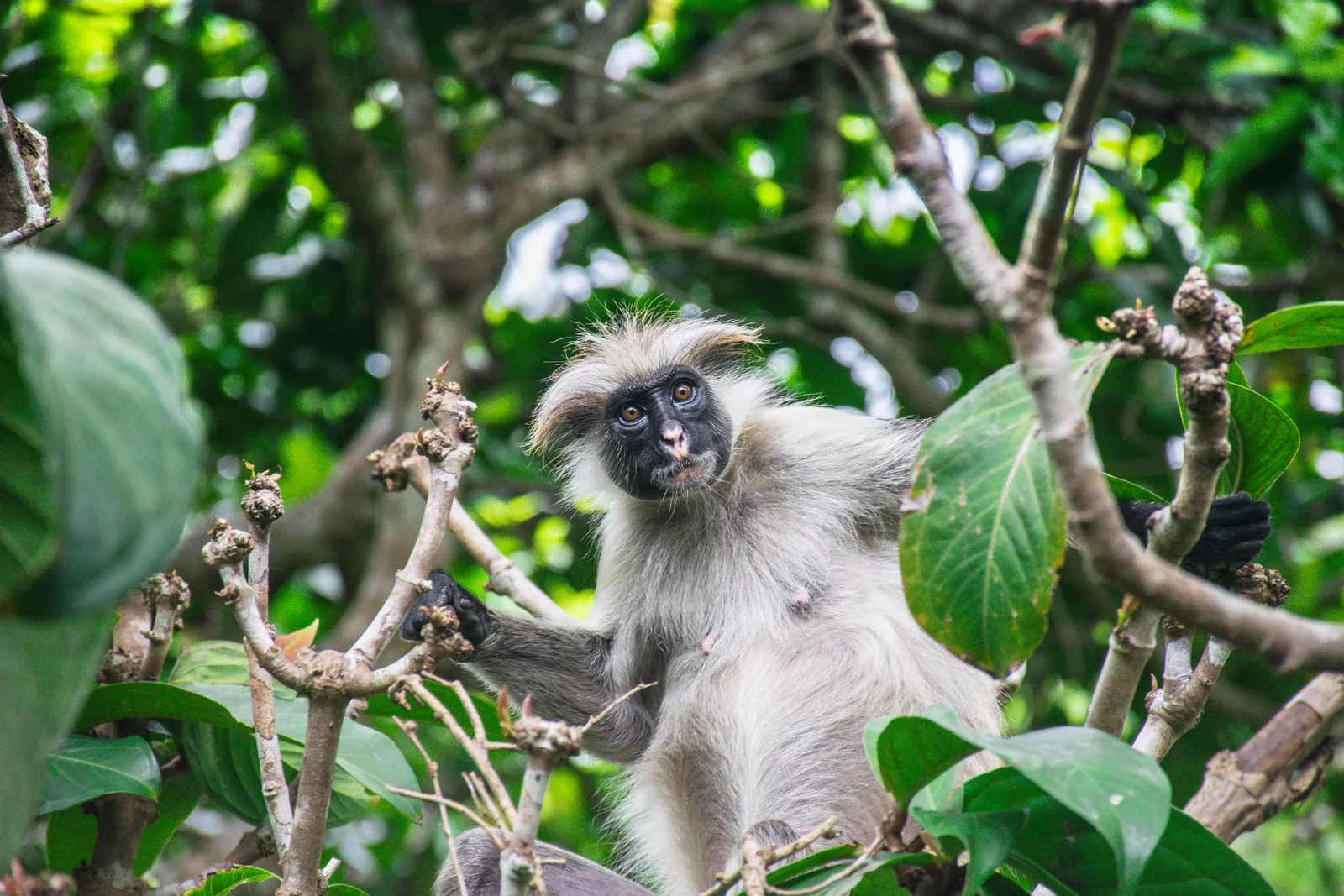 A wild Zanzibar red colobus monkey resting on a branch in Jozani forest