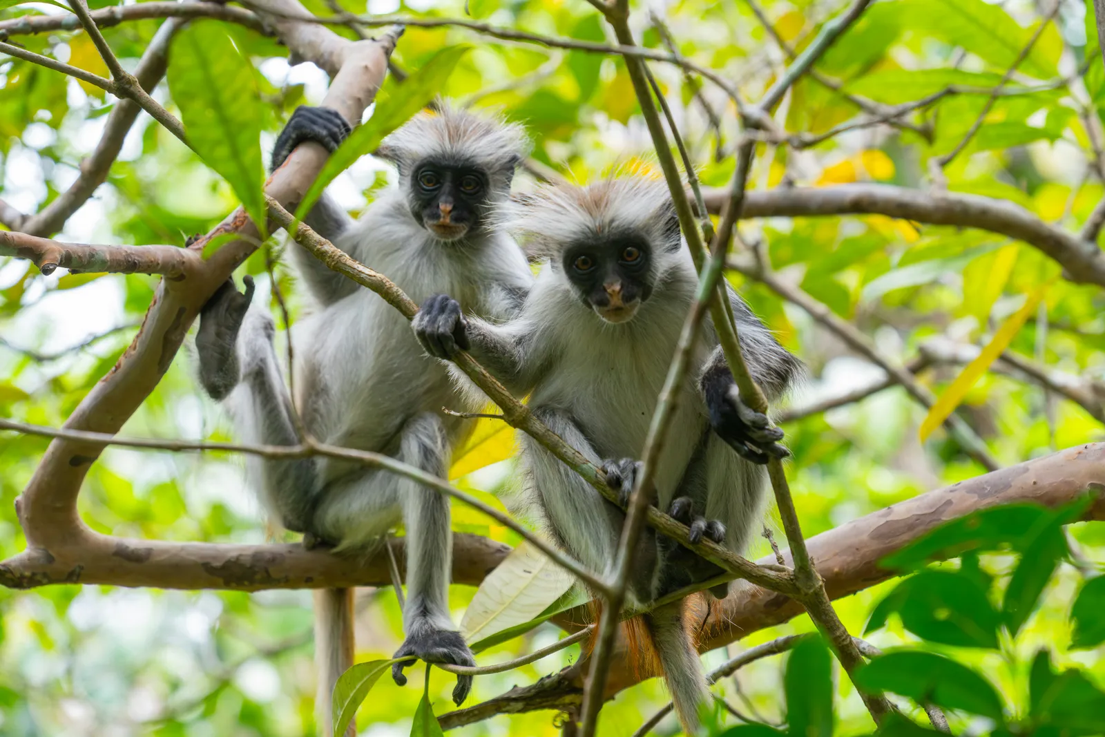 Monkeys on a branch in Jozani forest