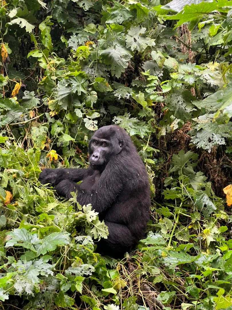 A mountain gorilla seated in Bwindi’s dense greenery