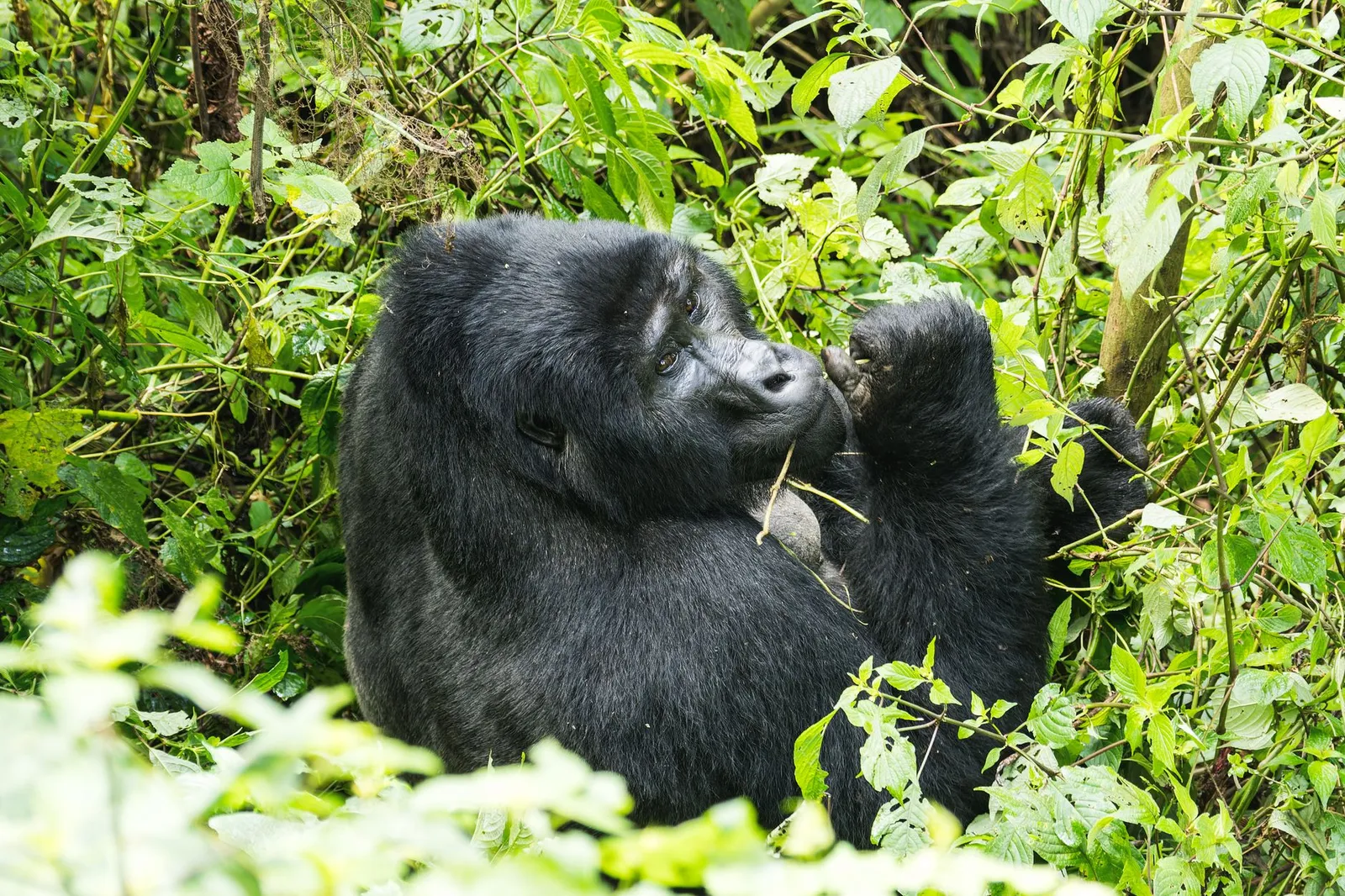 Bwindi Impenetrable National Park — photograph 2