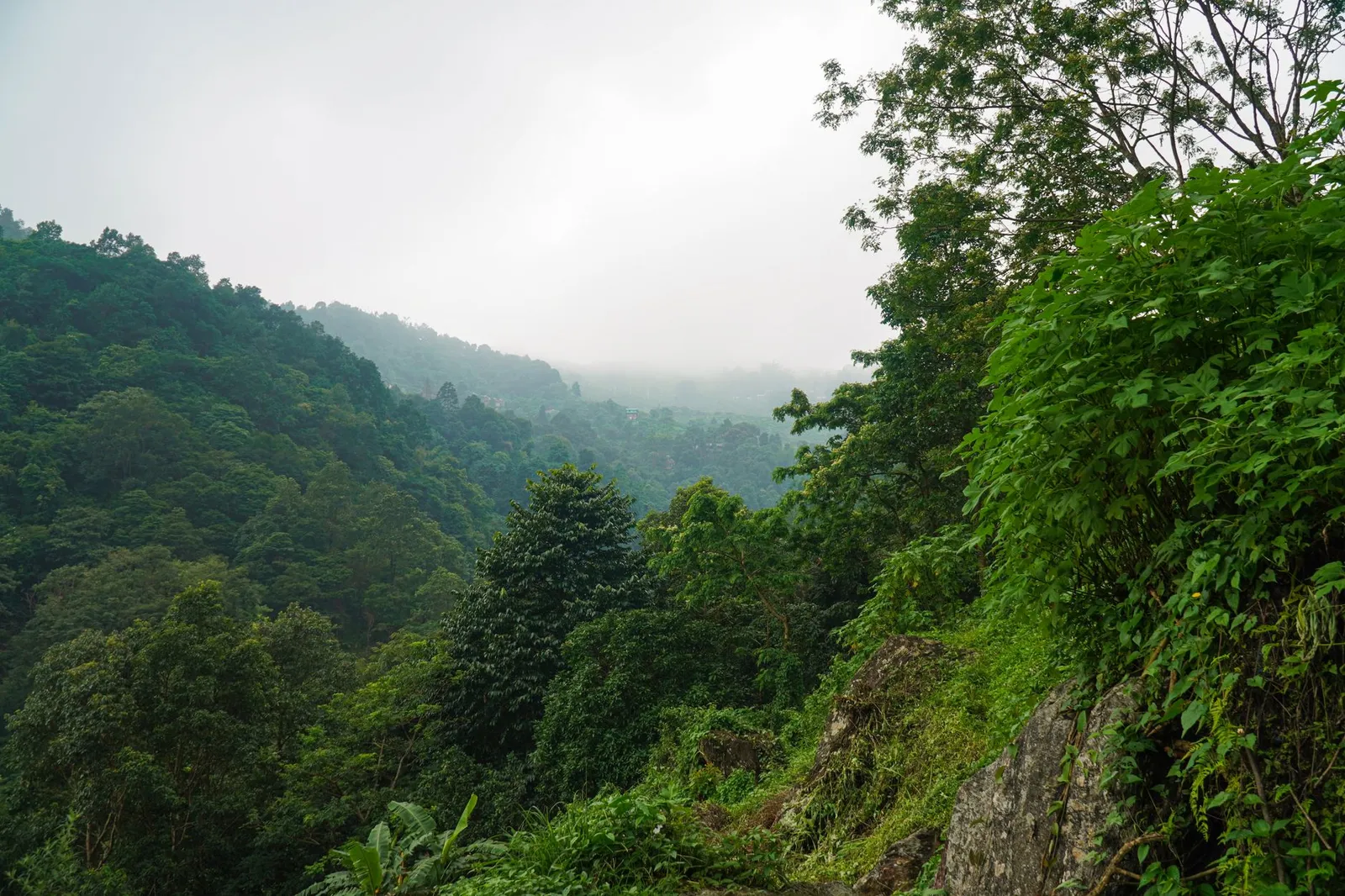 Bwindi Impenetrable National Park — photograph 3