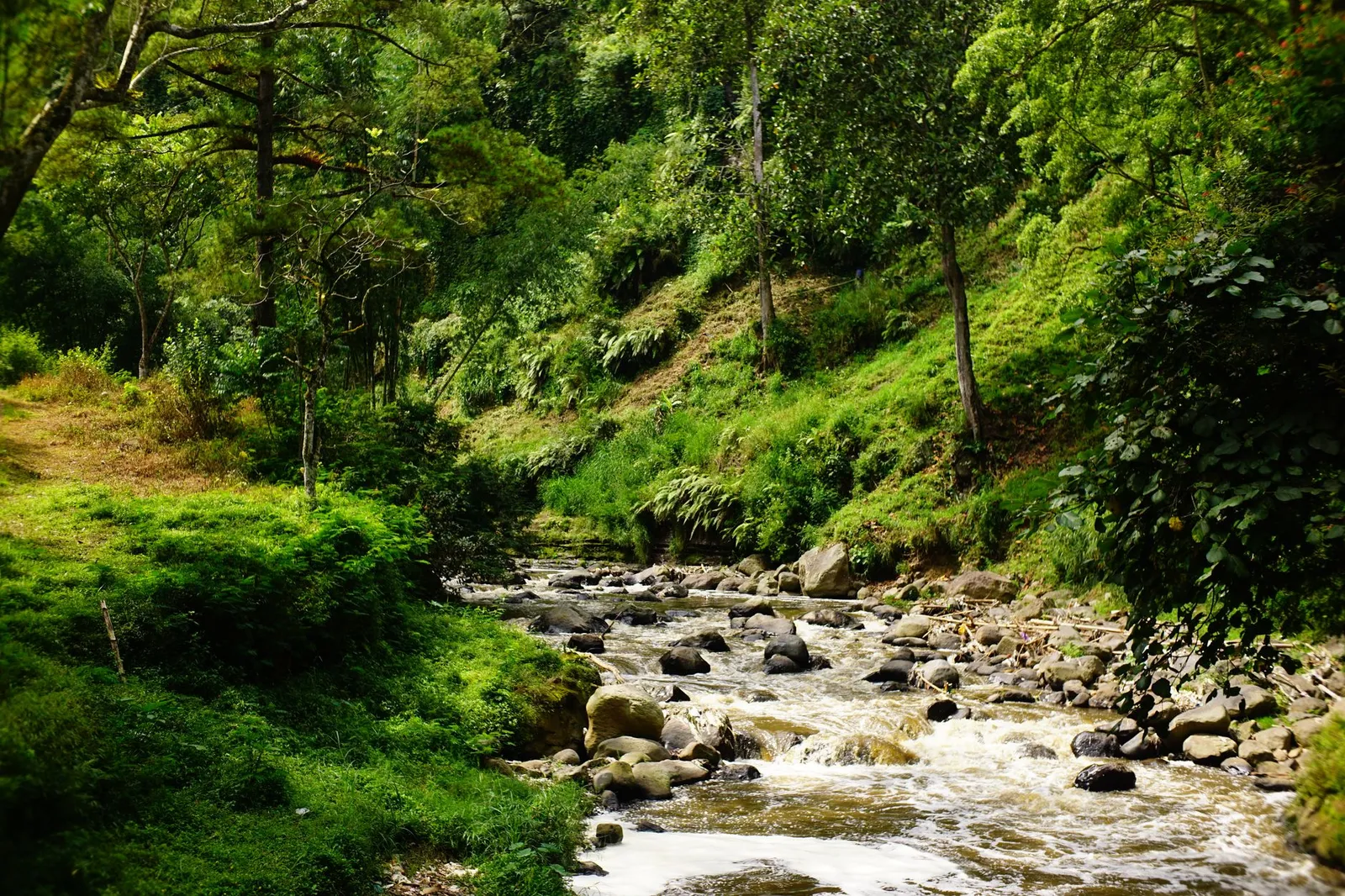 Bwindi Impenetrable National Park — photograph 4
