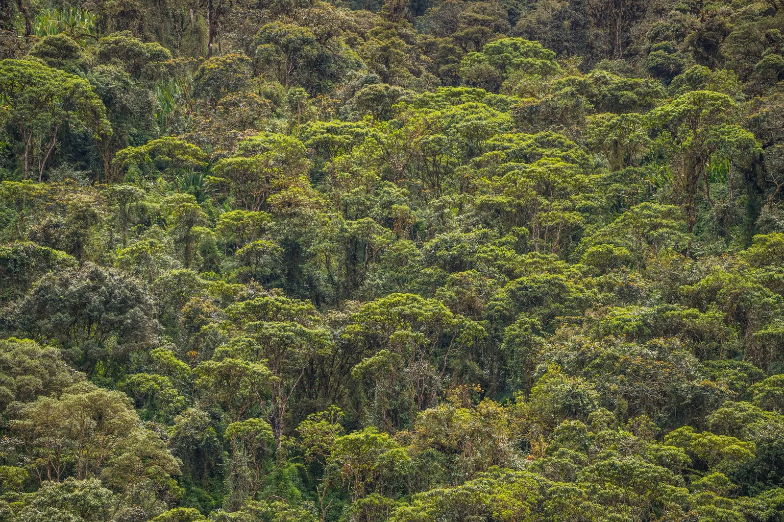 Bwindi Impenetrable National Park — photograph 5