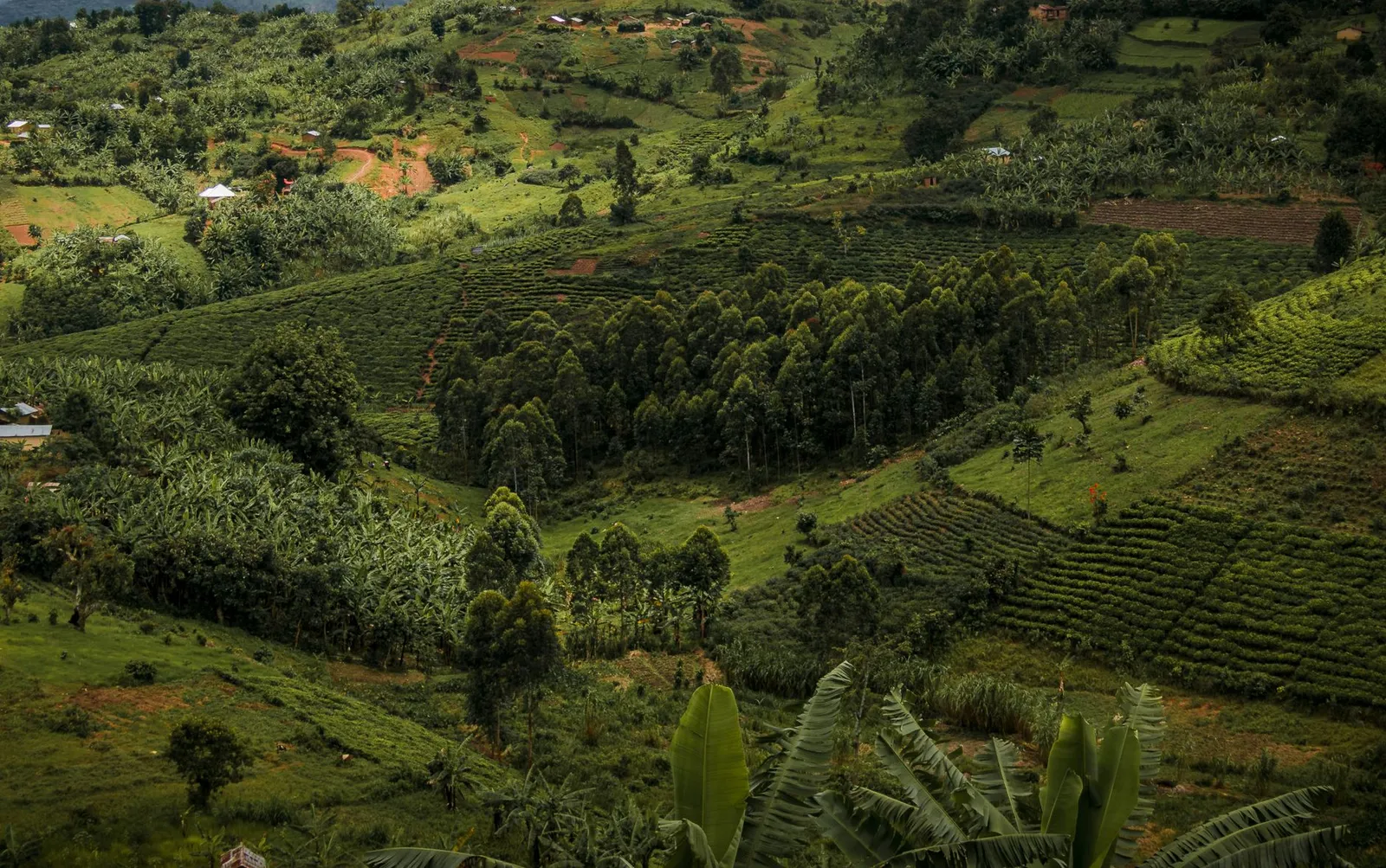 Bwindi Impenetrable National Park — photograph 6