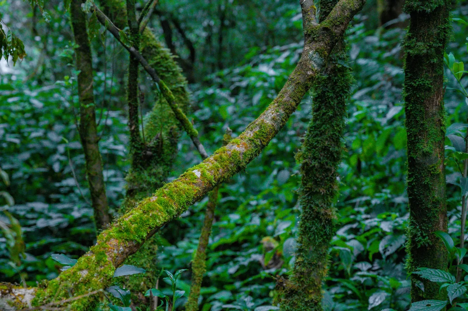 Bwindi Impenetrable National Park — photograph 7