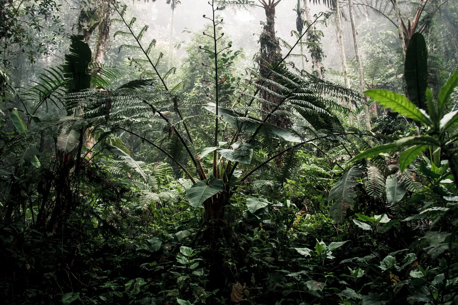 Bwindi Impenetrable National Park — photograph 8