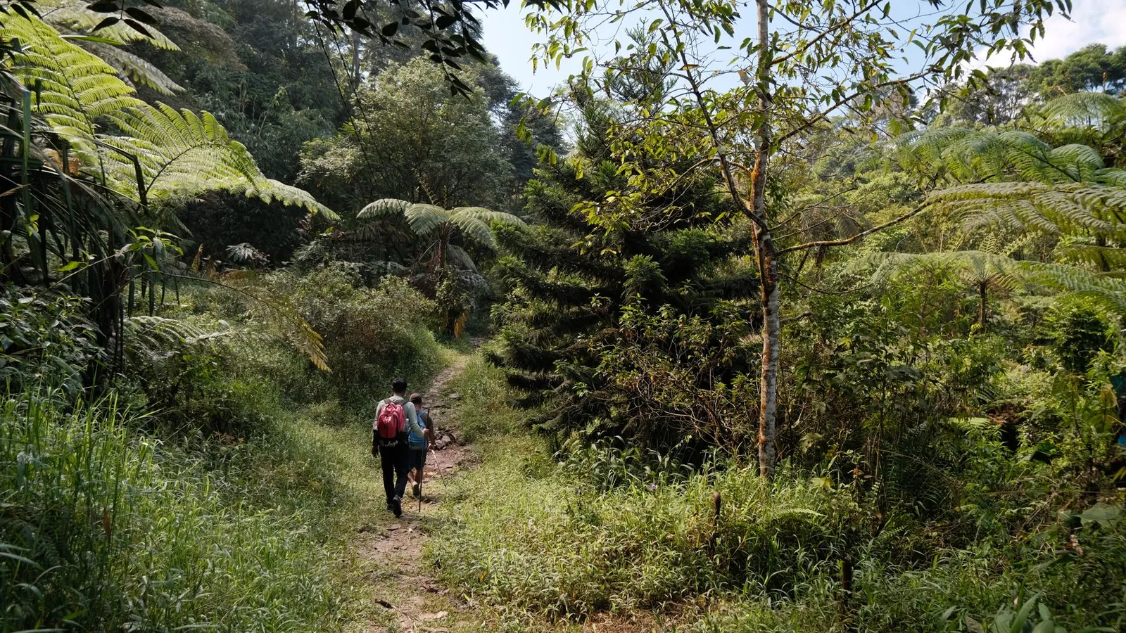 Bwindi Impenetrable National Park — photograph 9