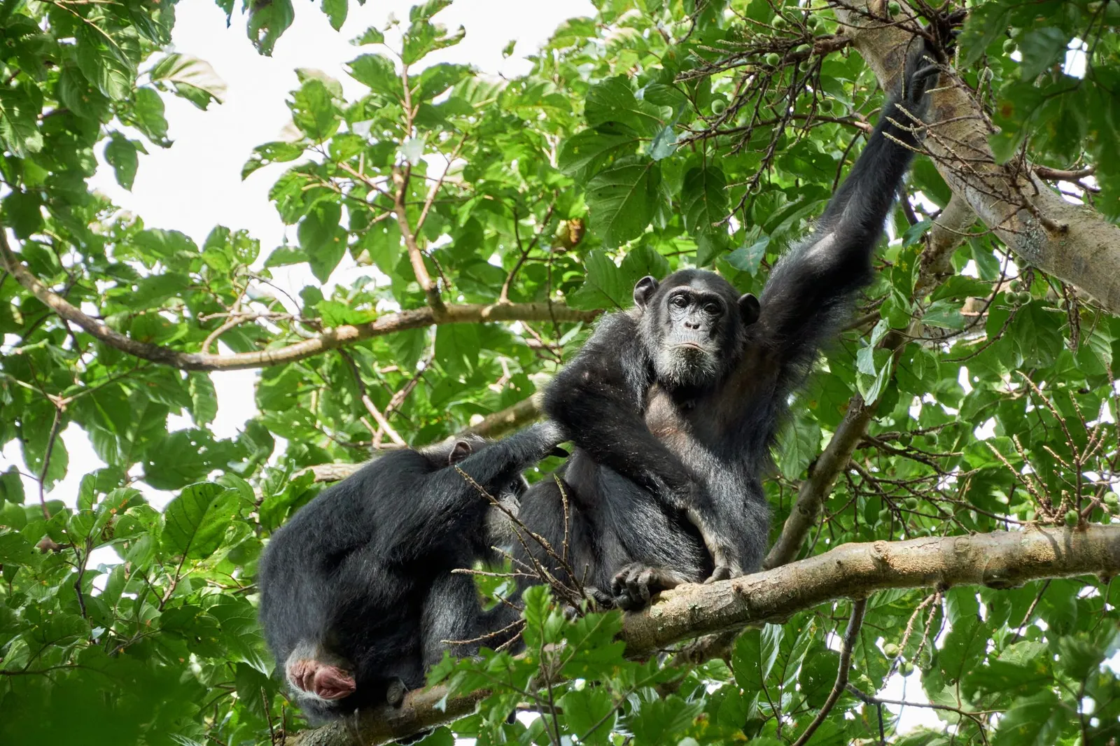 Kibale National Park — photograph 2